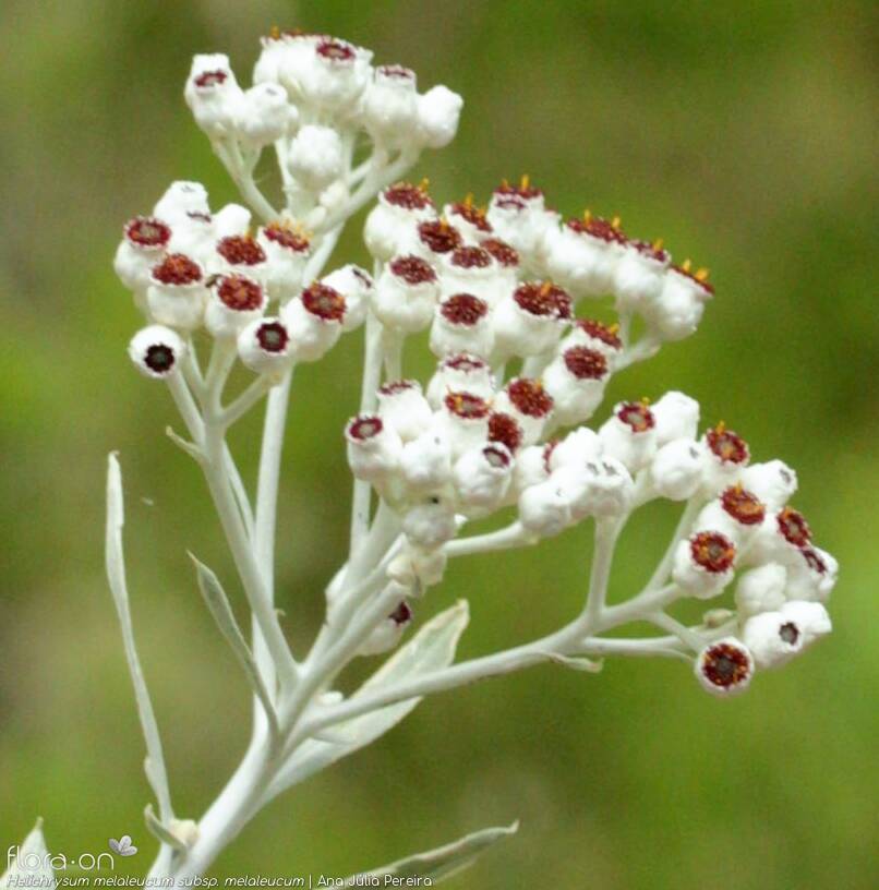 Helichrysum melaleucum - Flor (geral) | Ana Júlia Pereira; CC BY-NC 4.0