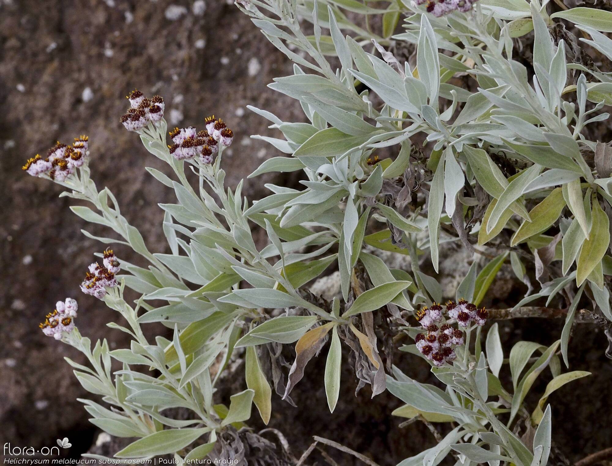 Helichrysum melaleucum - Folha (geral) | Paulo Ventura Araújo; CC BY-NC 4.0