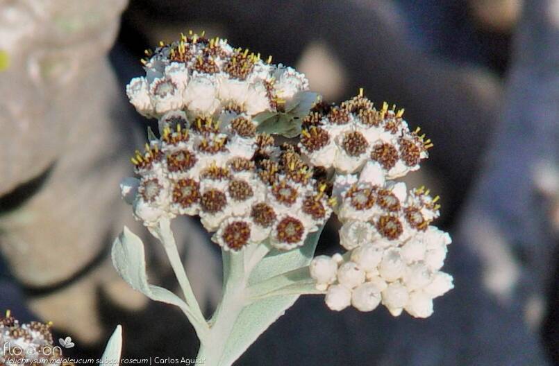 Helichrysum melaleucum - Flor (geral) | Carlos Aguiar; CC BY-NC 4.0