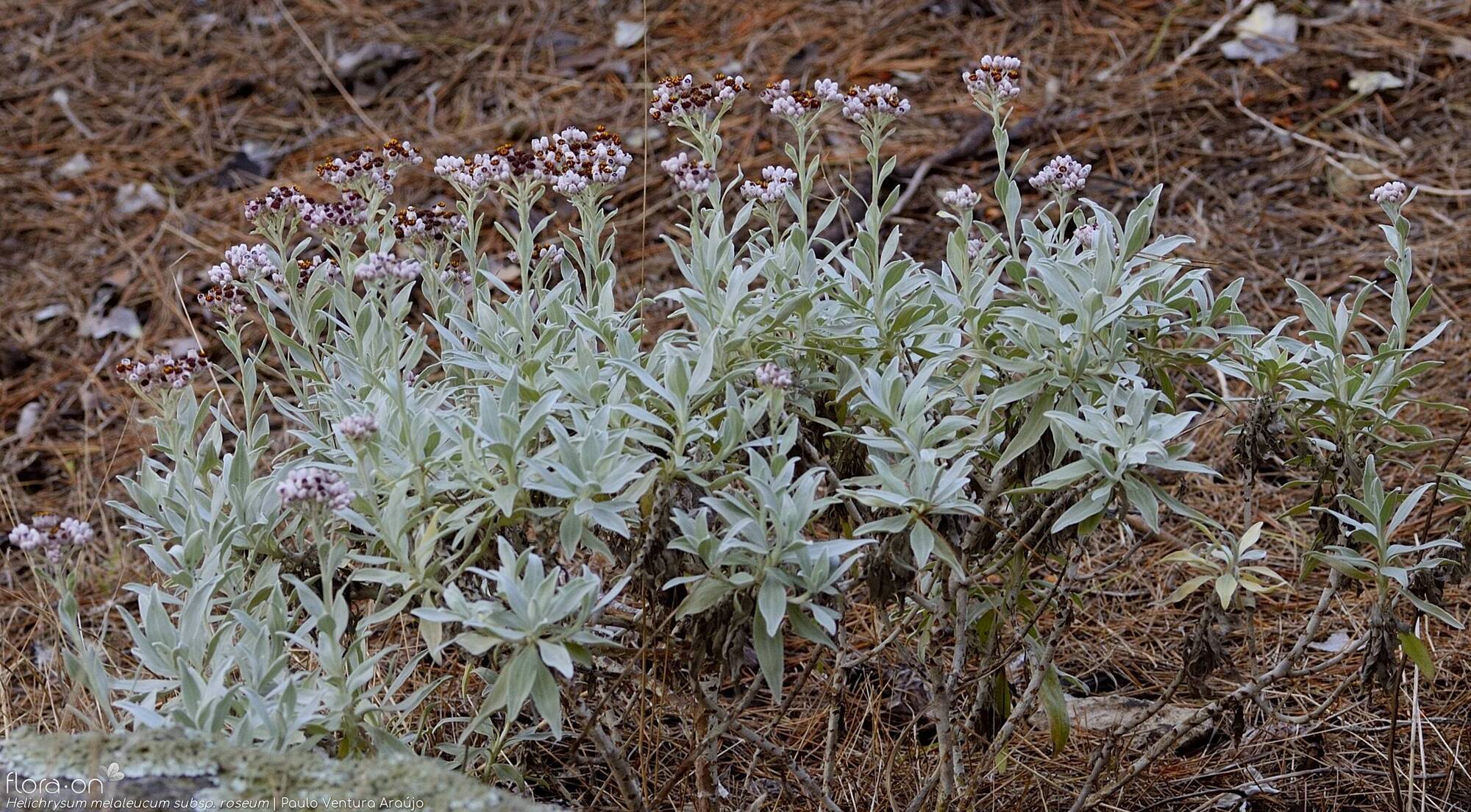 Helichrysum melaleucum - Hábito | Paulo Ventura Araújo; CC BY-NC 4.0