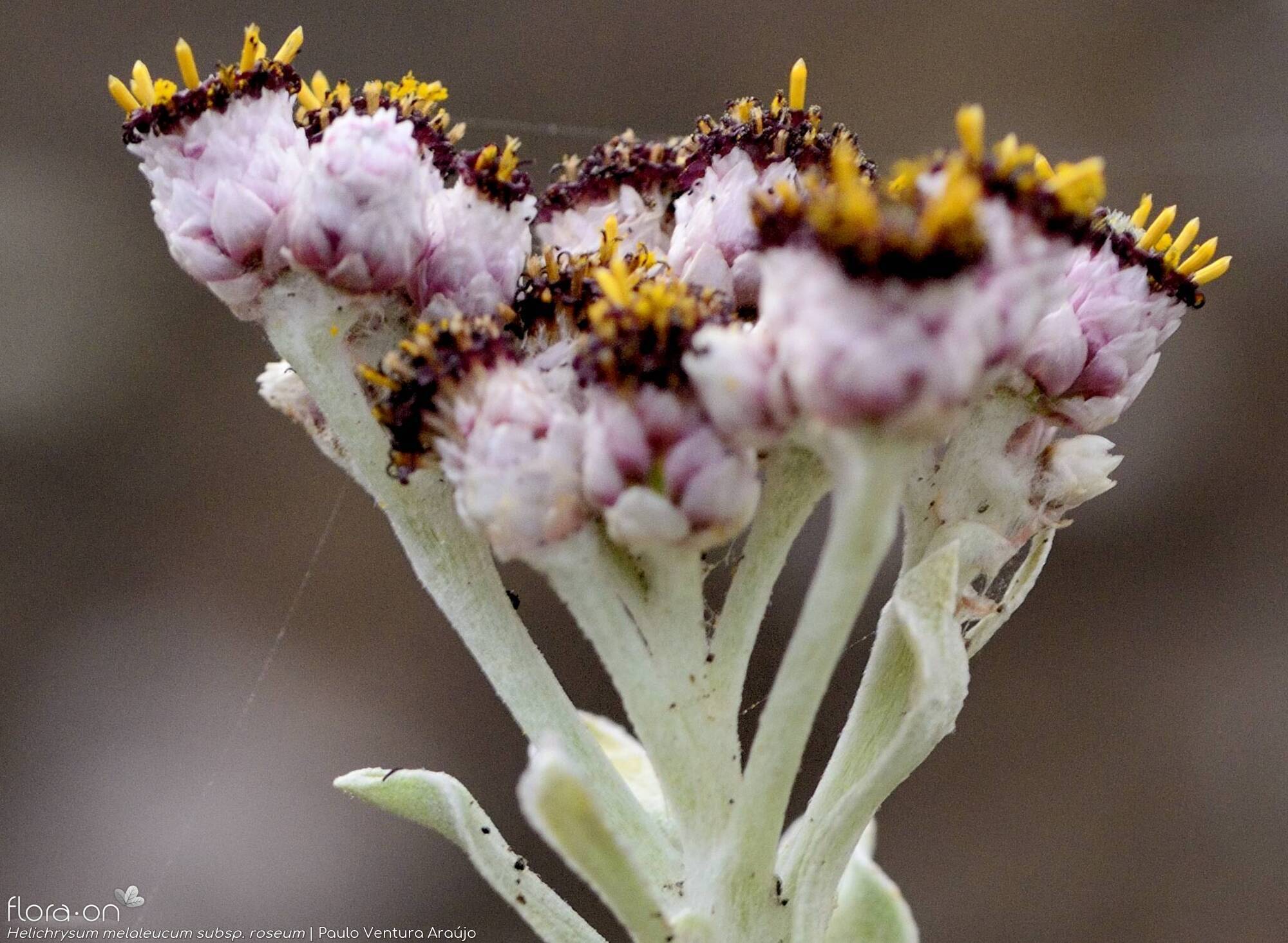 Helichrysum melaleucum - Capítulo | Paulo Ventura Araújo; CC BY-NC 4.0