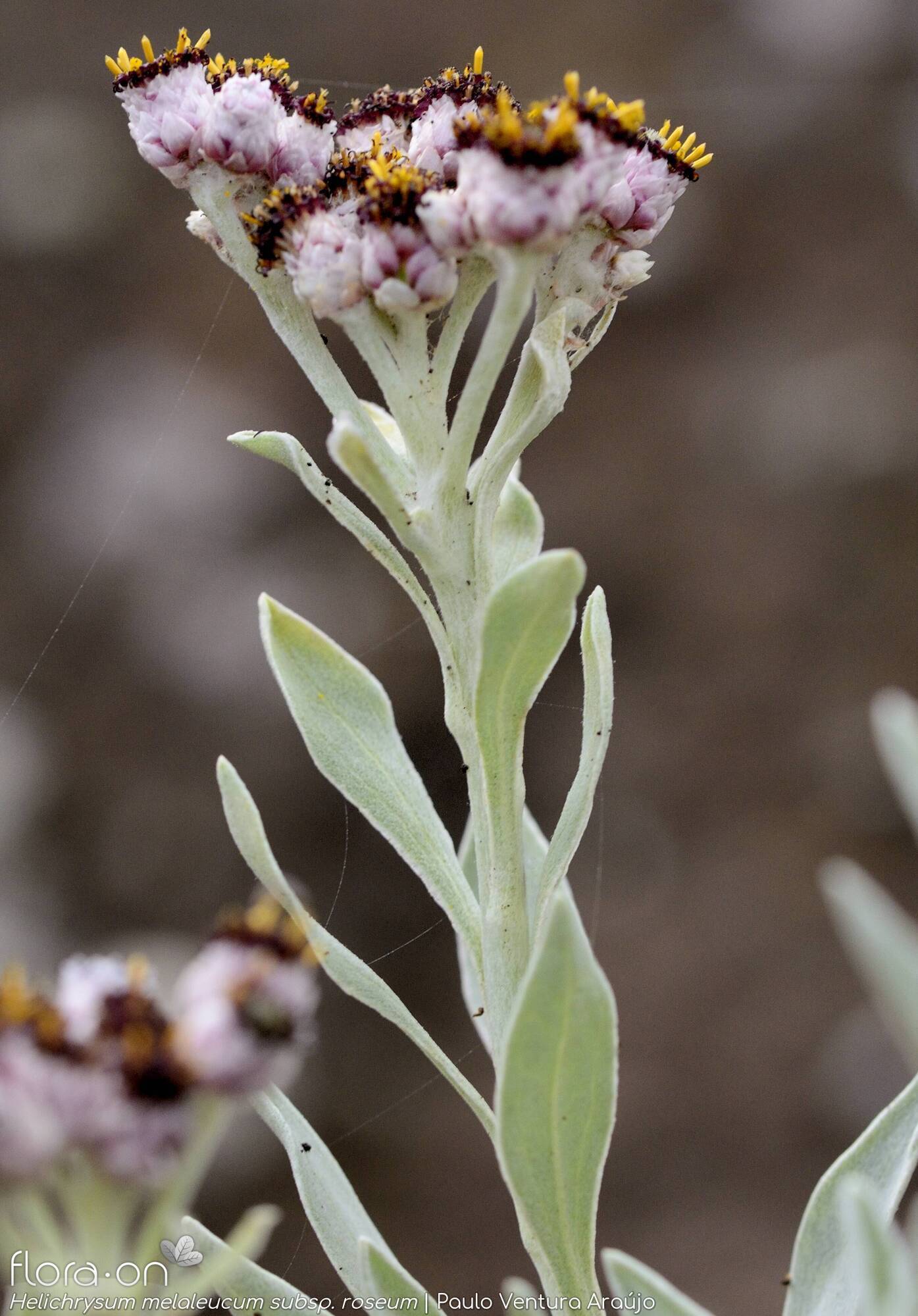Helichrysum melaleucum - Flor (geral) | Paulo Ventura Araújo; CC BY-NC 4.0
