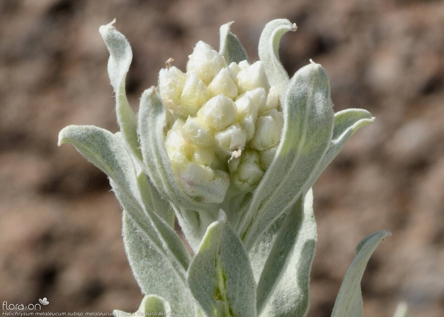 Helichrysum melaleucum - Flor (geral) | Paulo Ventura Araújo; CC BY-NC 4.0
