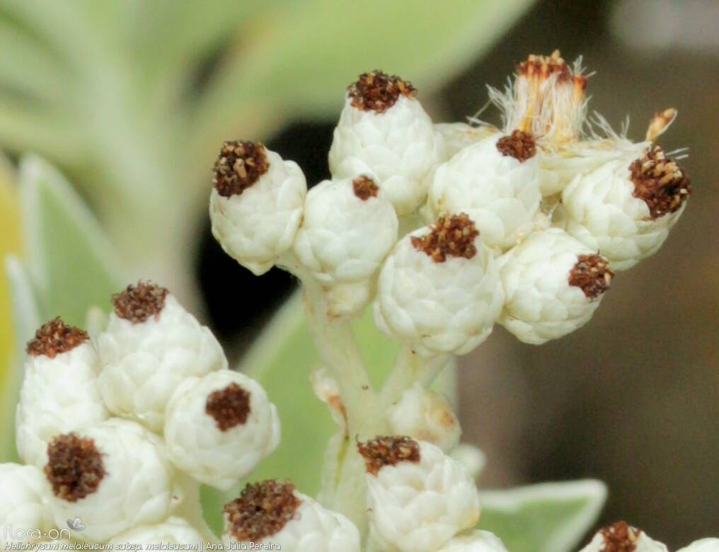 Helichrysum melaleucum - Capítulo | Ana Júlia Pereira; CC BY-NC 4.0