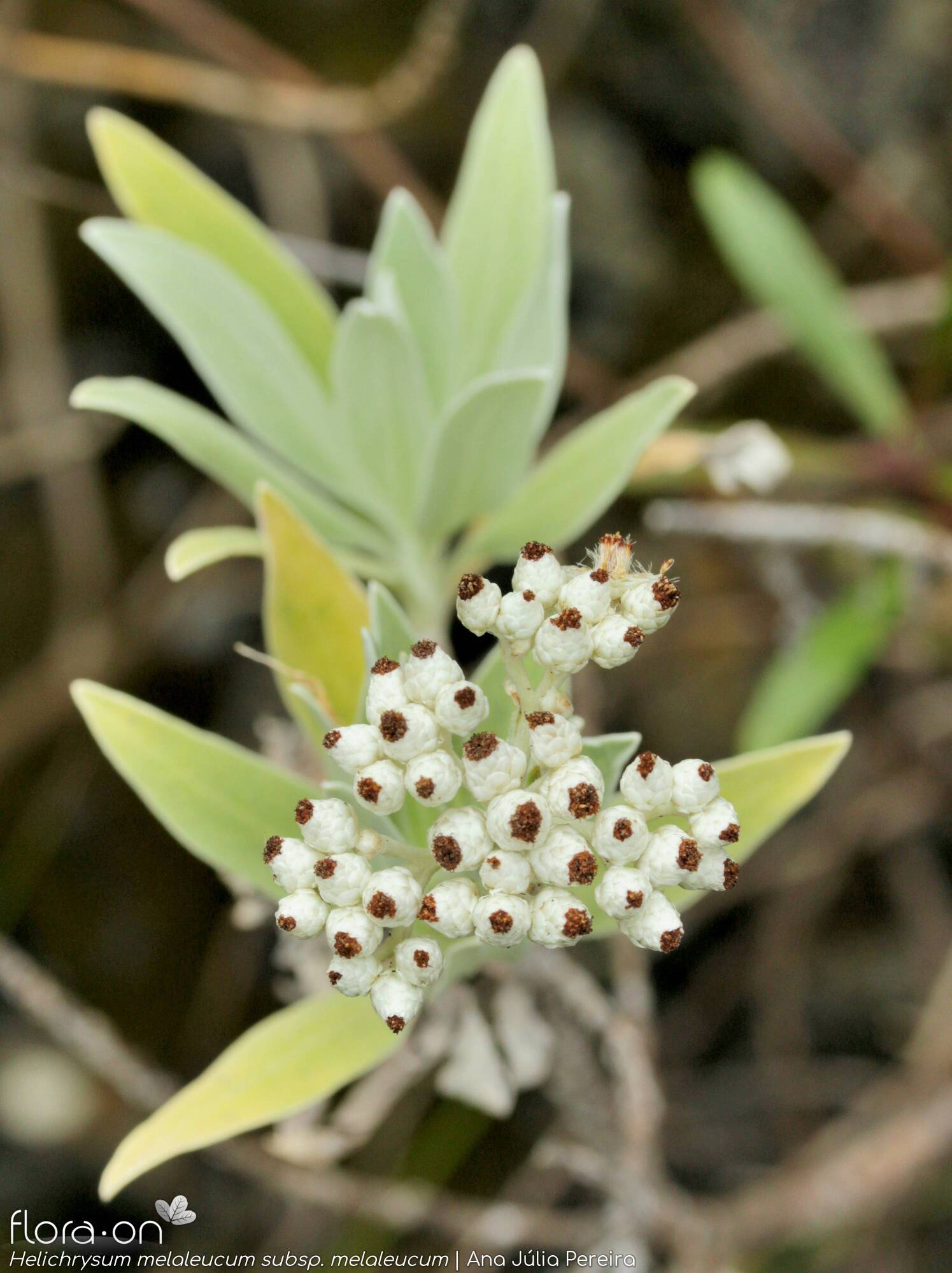 Helichrysum melaleucum - Flor (geral) | Ana Júlia Pereira; CC BY-NC 4.0