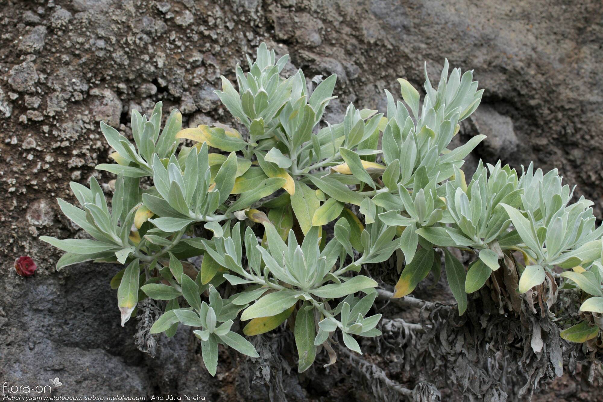 Helichrysum melaleucum - Folha (geral) | Ana Júlia Pereira; CC BY-NC 4.0