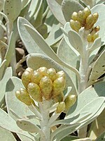 Helichrysum obconicum