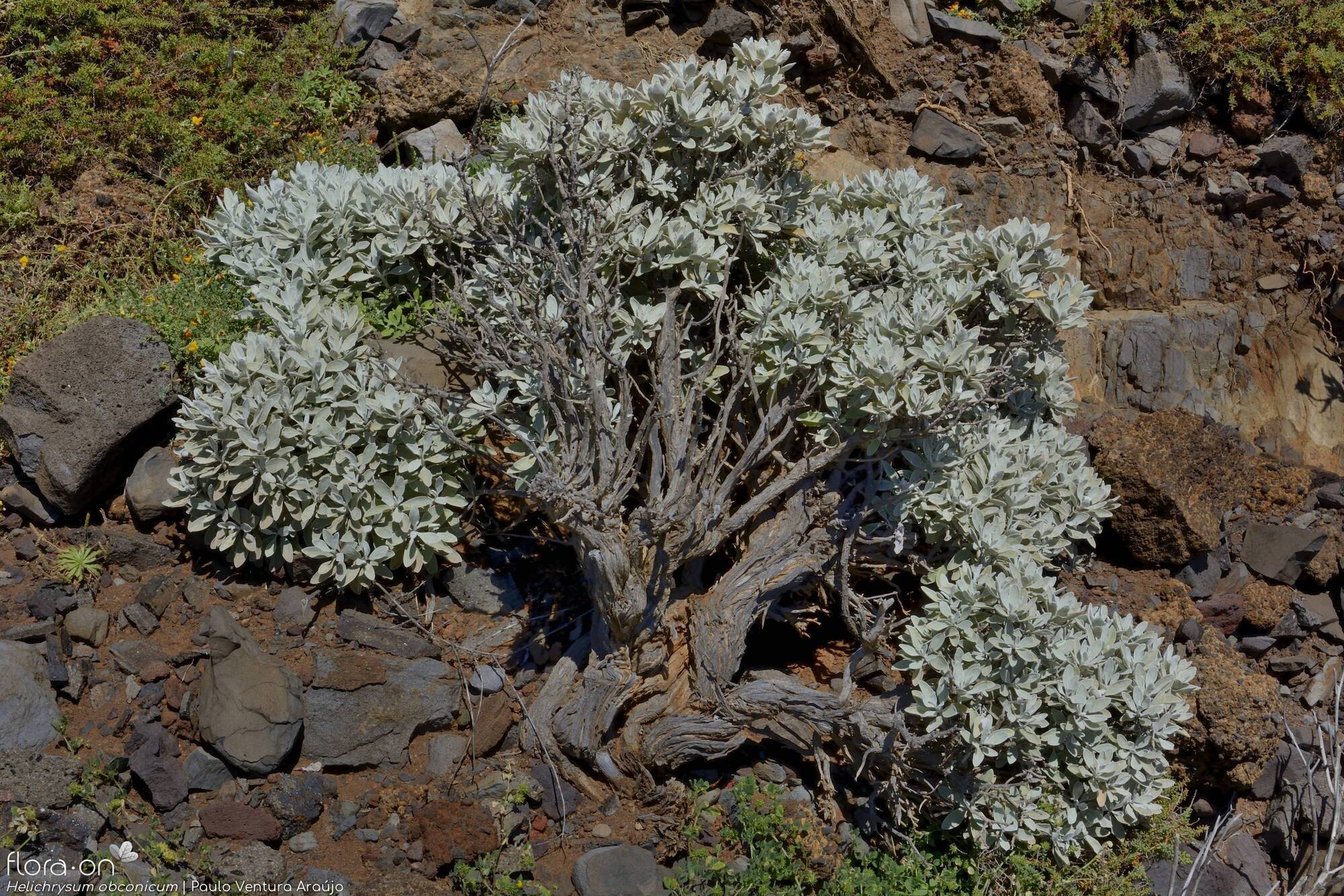 Helichrysum obconicum - Hábito | Paulo Ventura Araújo; CC BY-NC 4.0