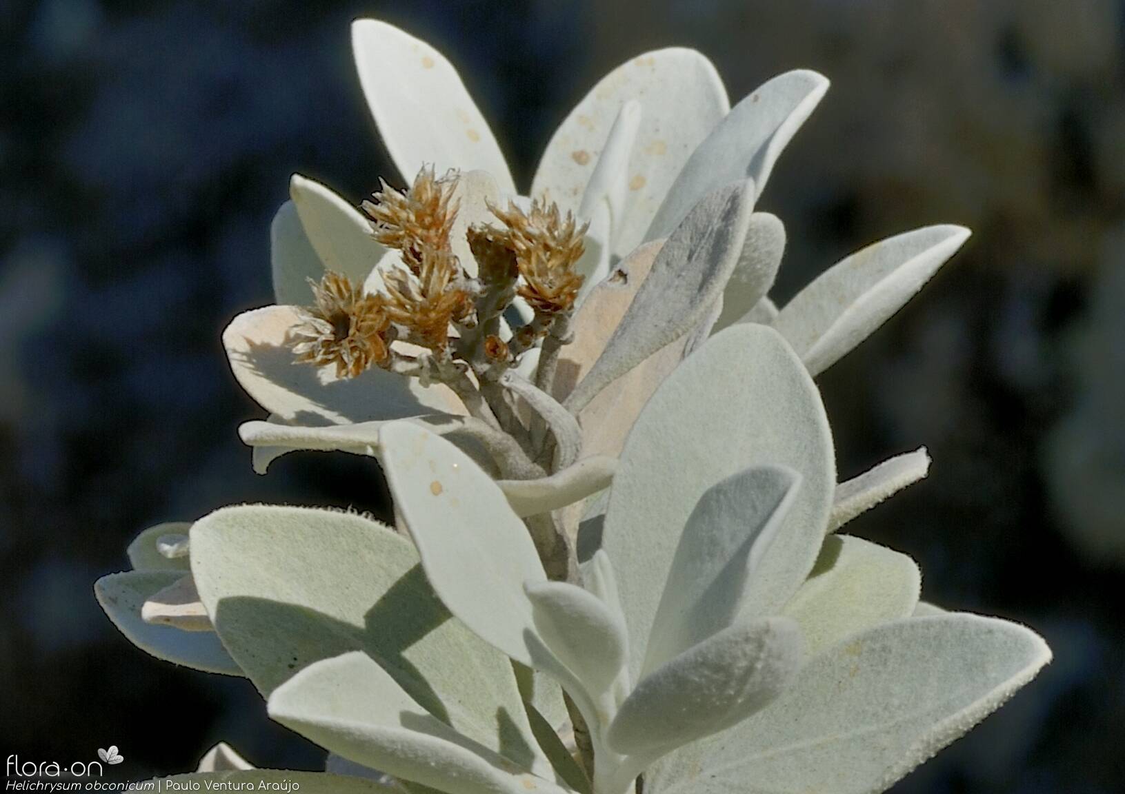 Helichrysum obconicum - Flor (geral) | Paulo Ventura Araújo; CC BY-NC 4.0