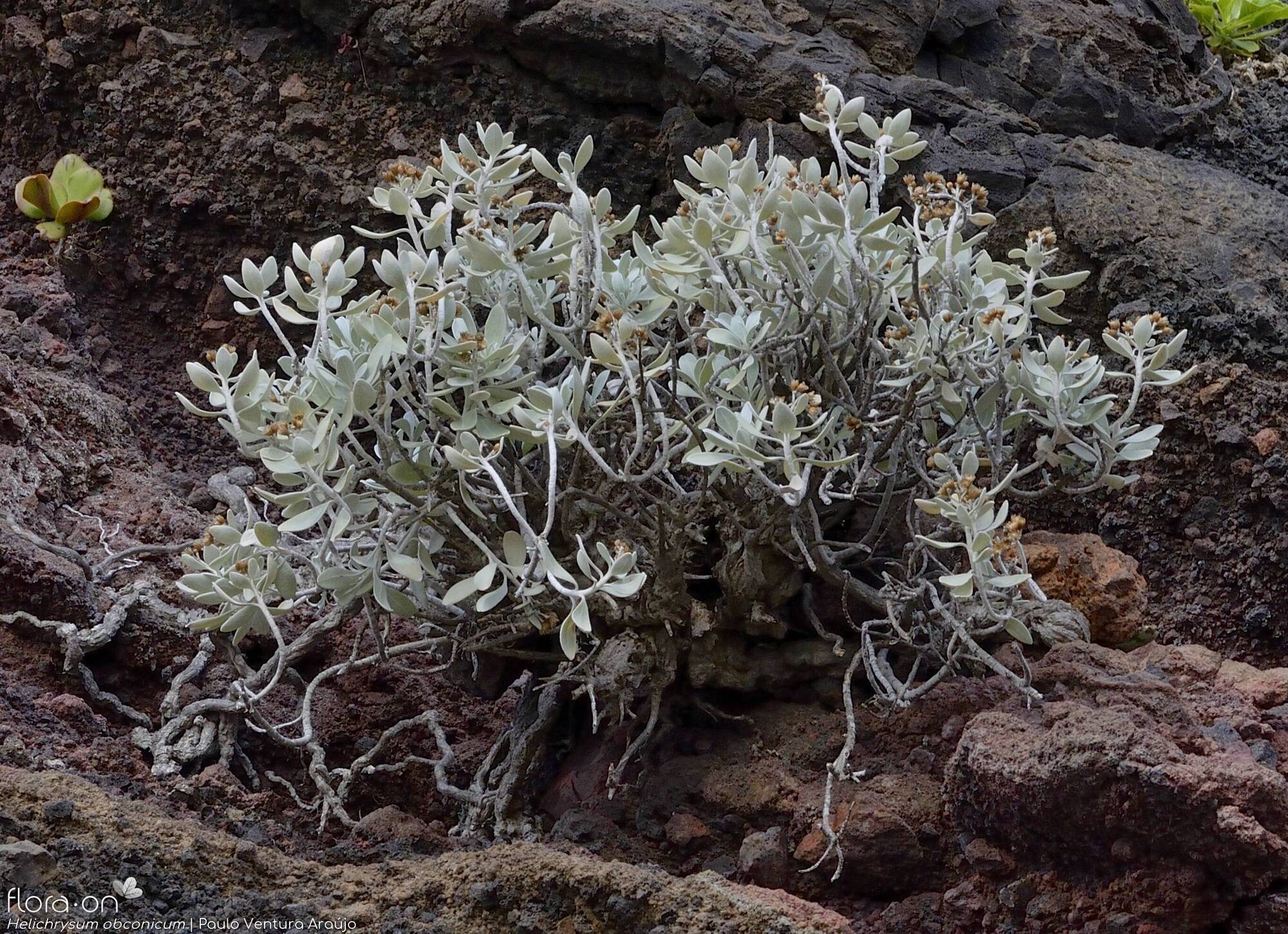 Helichrysum obconicum - Hábito | Paulo Ventura Araújo; CC BY-NC 4.0