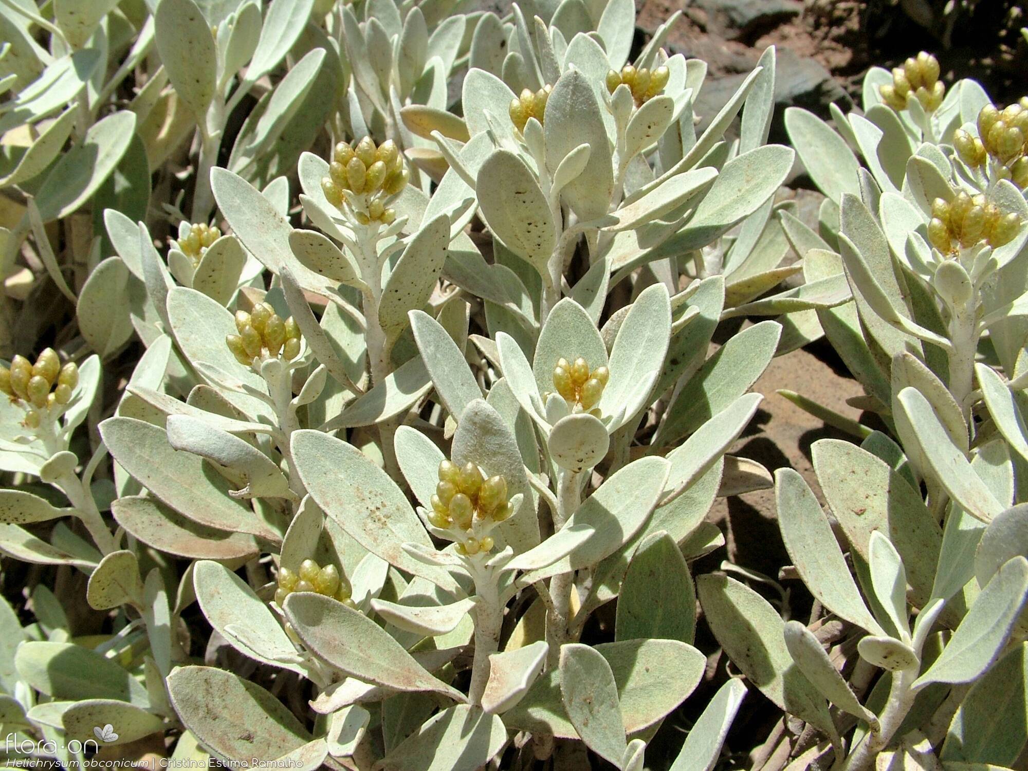 Helichrysum obconicum - Flor (geral) | Cristina Estima Ramalho; CC BY-NC 4.0
