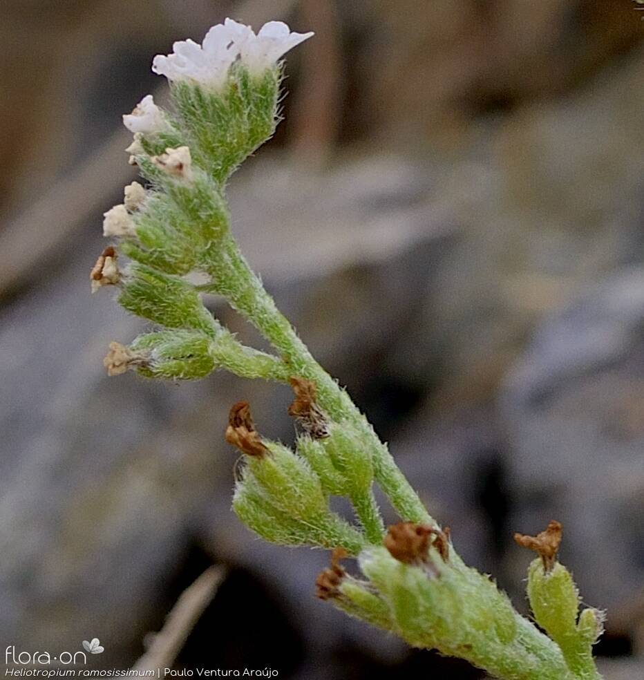 Heliotropium ramosissimum - Flor (close-up) | Paulo Ventura Araújo; CC BY-NC 4.0