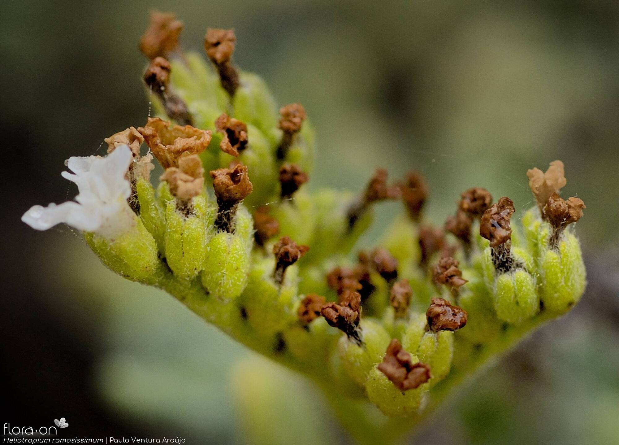 Heliotropium ramosissimum - Fruto | Paulo Ventura Araújo; CC BY-NC 4.0