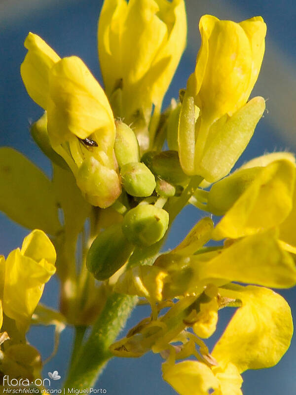 Hirschfeldia incana - Flor (close-up) | Miguel Porto; CC BY-NC 4.0