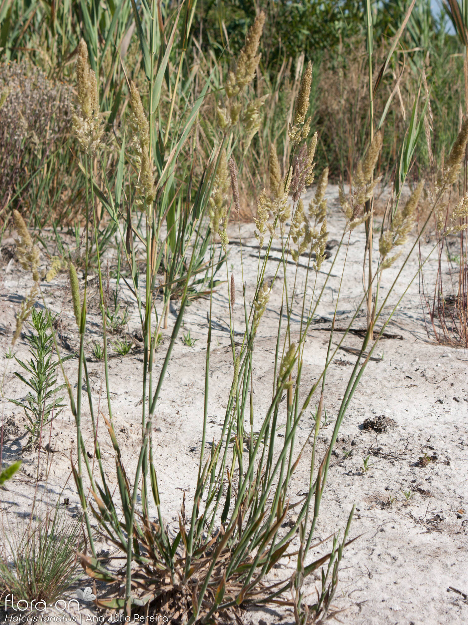 Holcus lanatus lanatus - Hábito | Ana Júlia Pereira; CC BY-NC 4.0