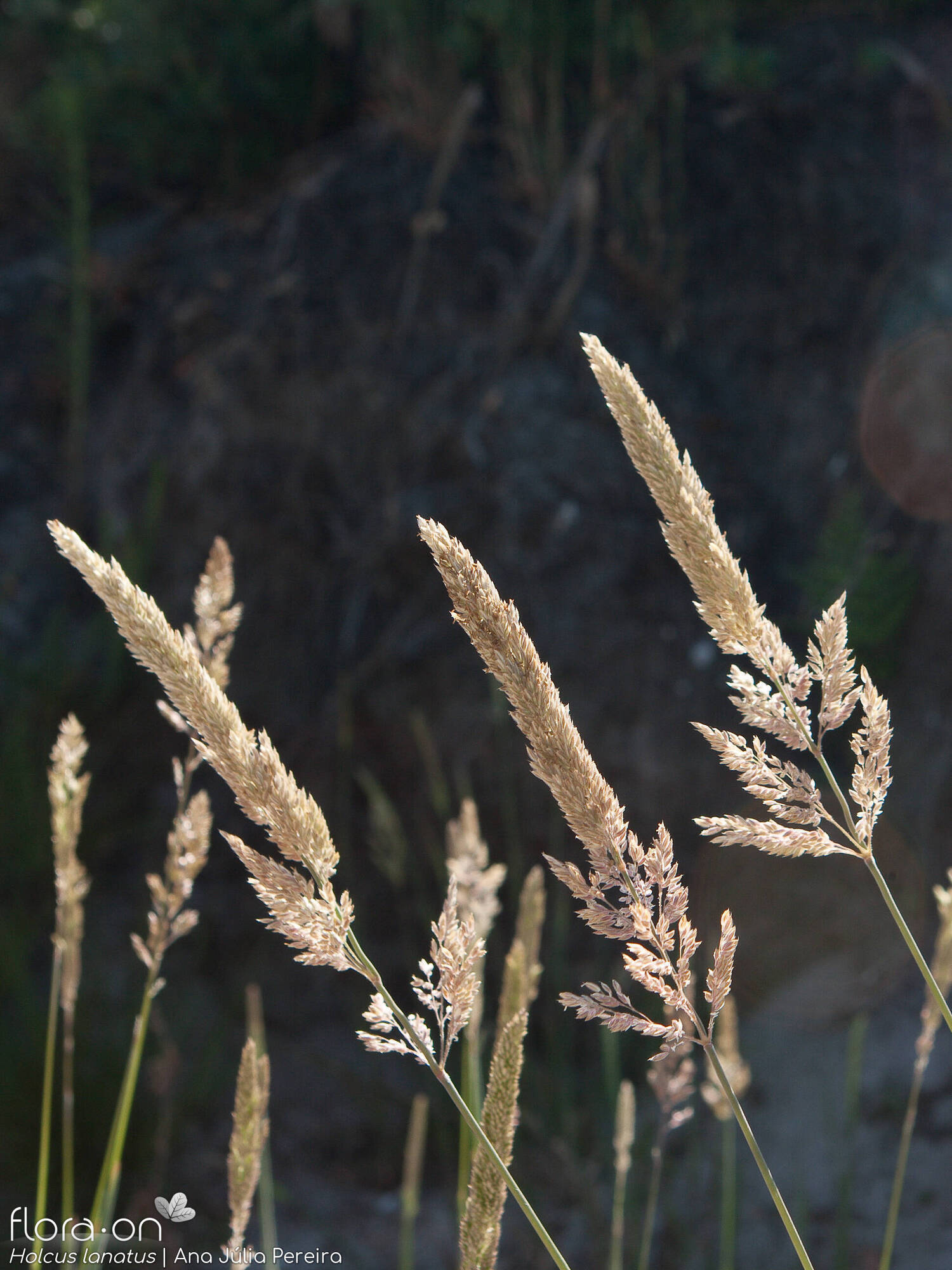 Holcus lanatus lanatus - Flor (geral) | Ana Júlia Pereira; CC BY-NC 4.0