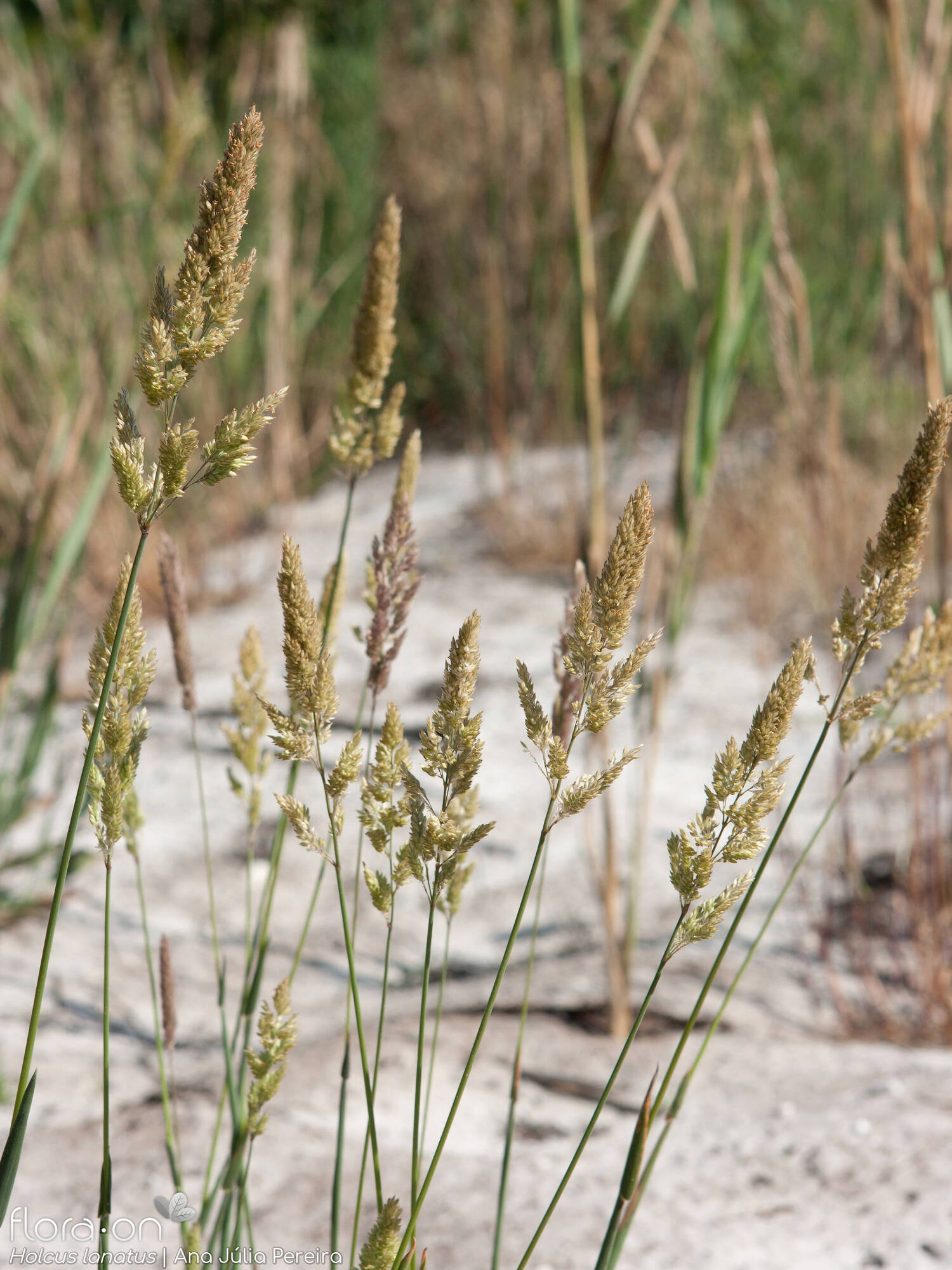 Holcus lanatus lanatus - Hábito | Ana Júlia Pereira; CC BY-NC 4.0