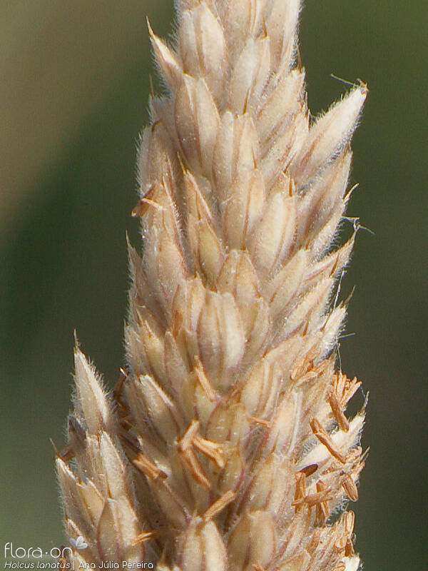 Holcus lanatus lanatus - Espigueta | Ana Júlia Pereira; CC BY-NC 4.0