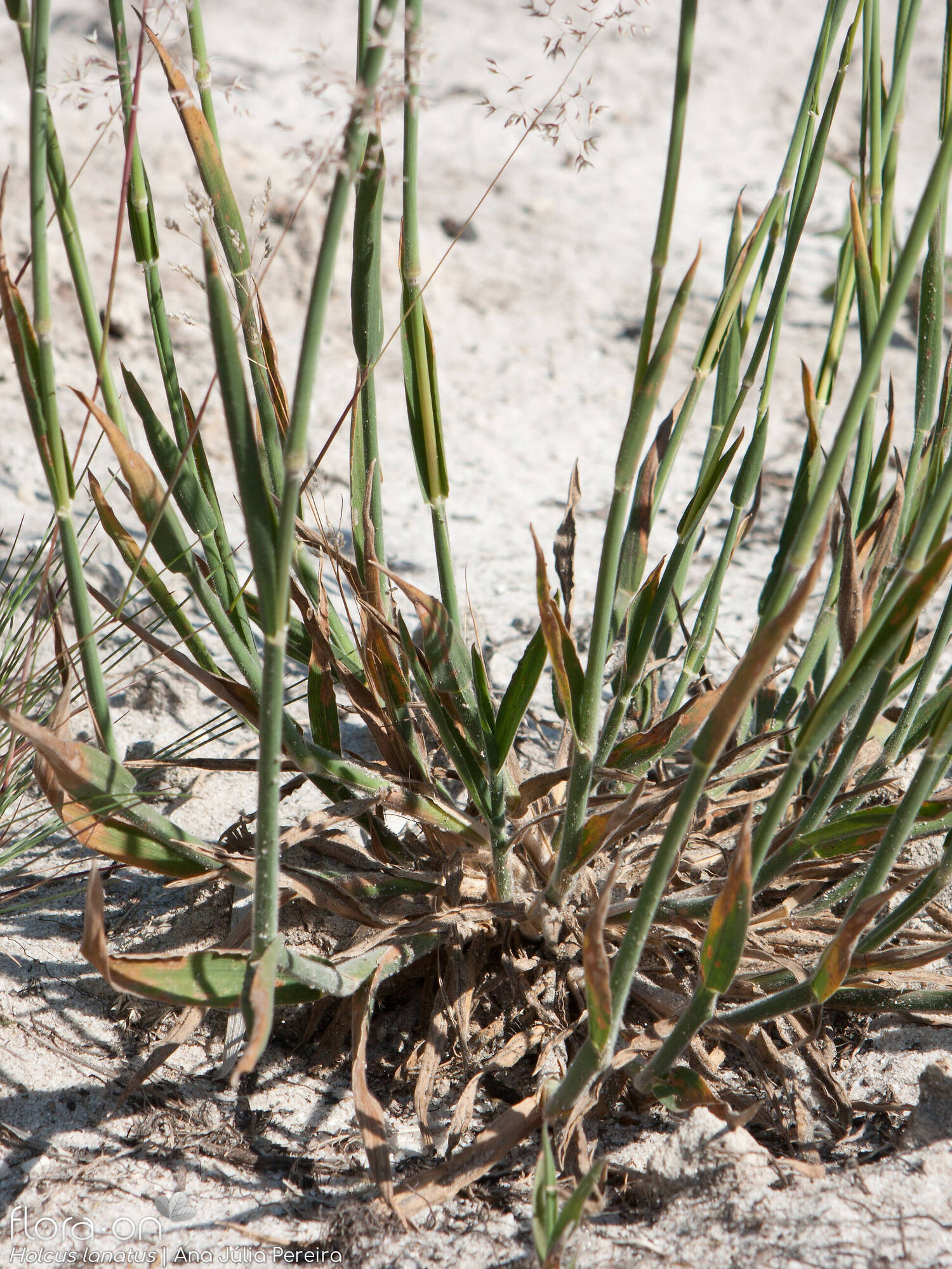 Holcus lanatus lanatus - Hábito | Ana Júlia Pereira; CC BY-NC 4.0