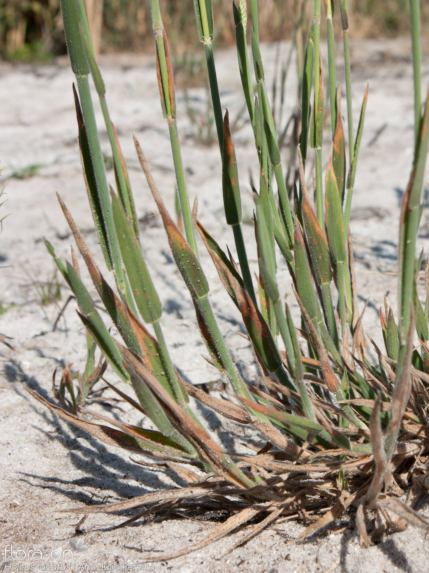 Holcus lanatus lanatus - Folha (geral) | Ana Júlia Pereira; CC BY-NC 4.0