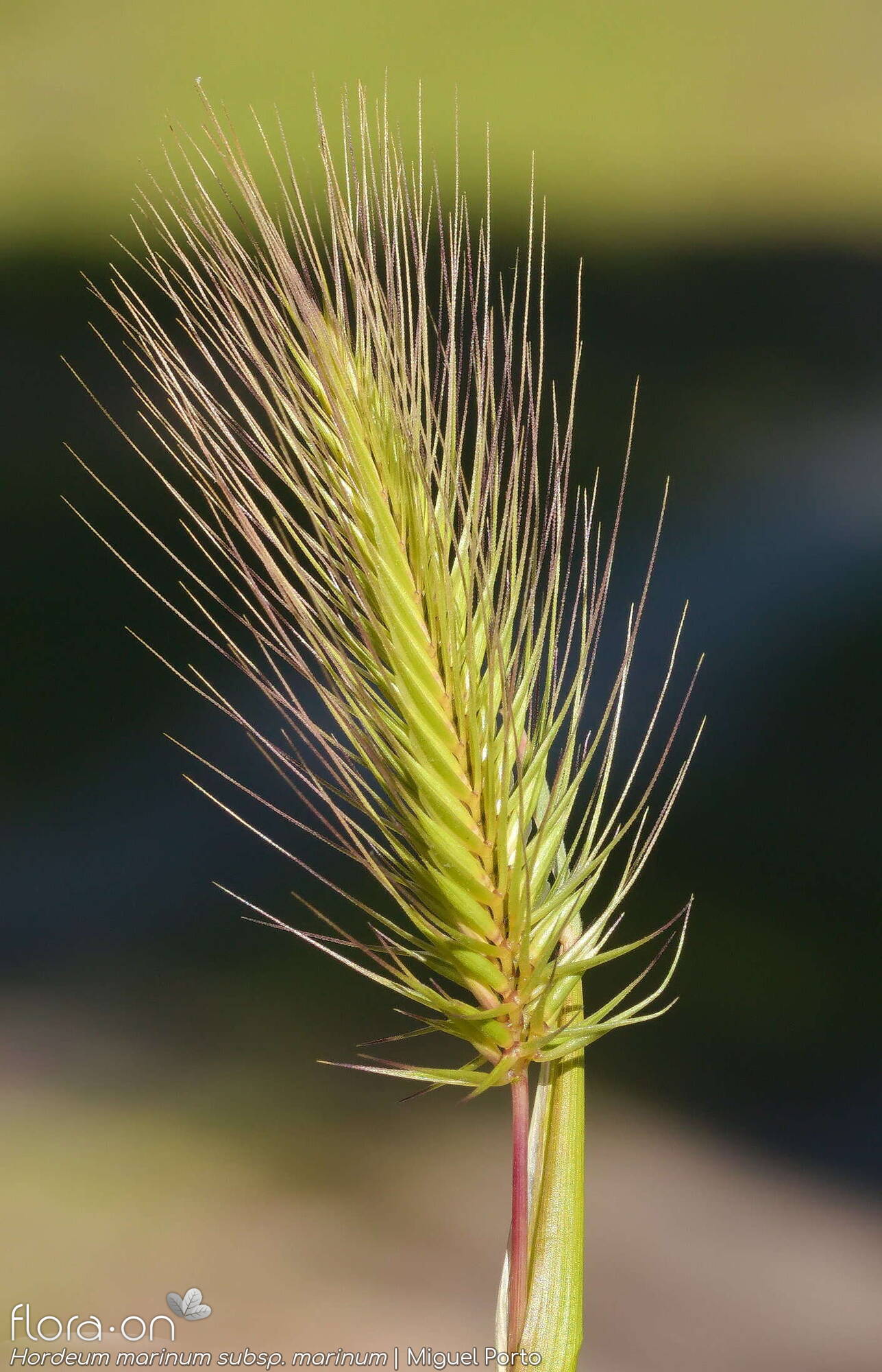 Hordeum marinum marinum - Flor (geral) | Miguel Porto; CC BY-NC 4.0