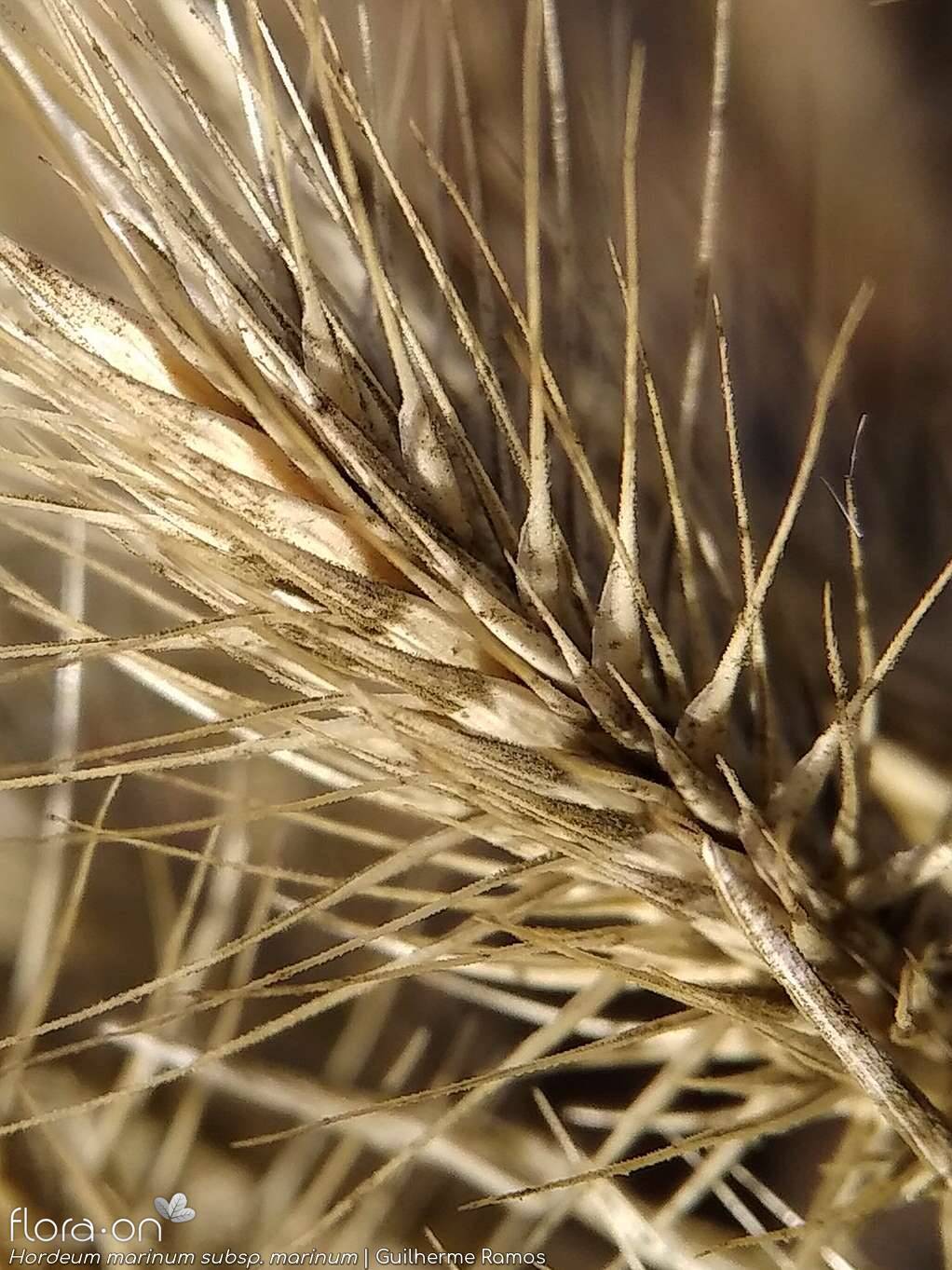 Hordeum marinum marinum - Fruto | Guilherme Ramos; CC BY-NC 4.0