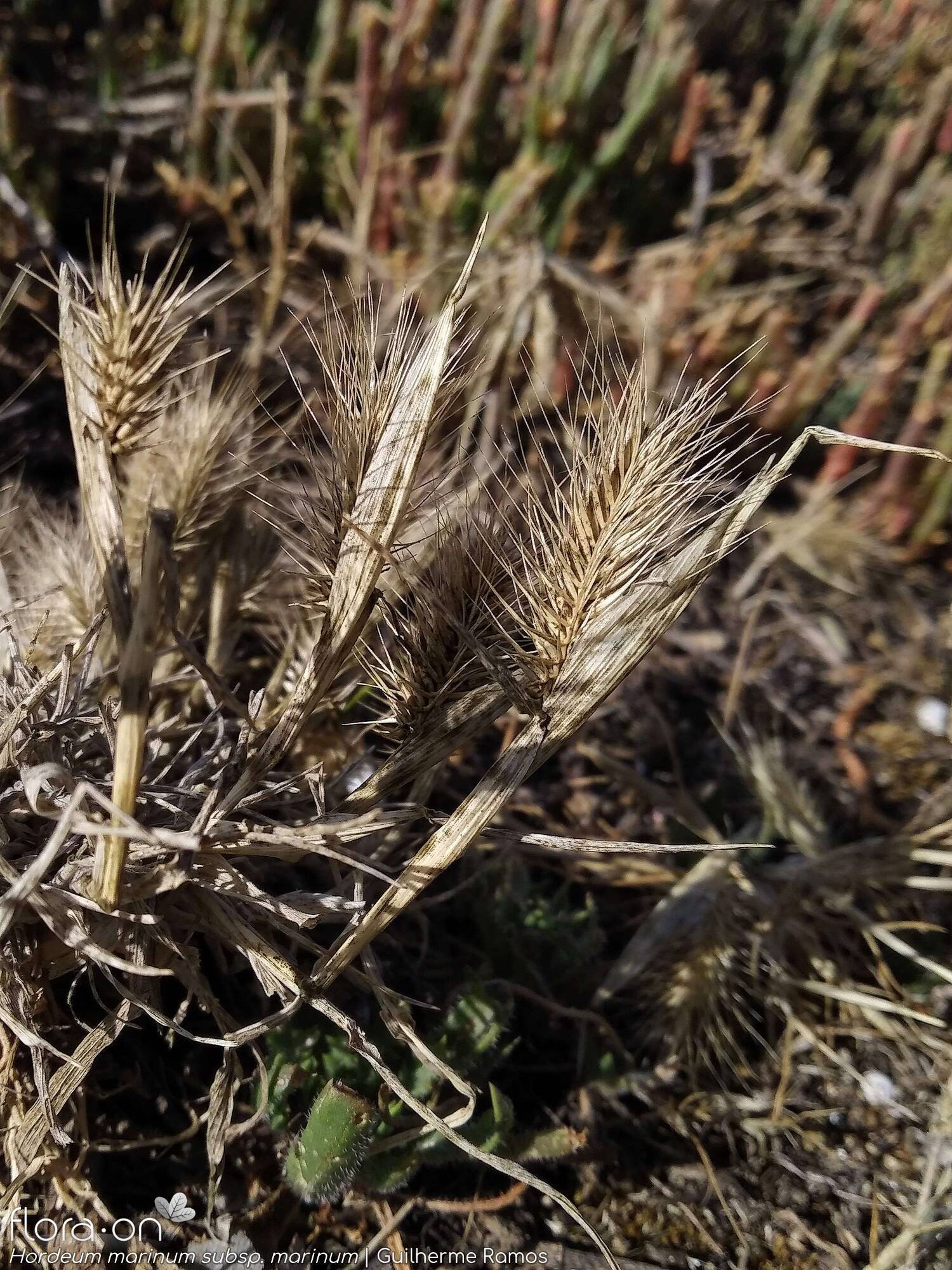 Hordeum marinum marinum - Hábito | Guilherme Ramos; CC BY-NC 4.0