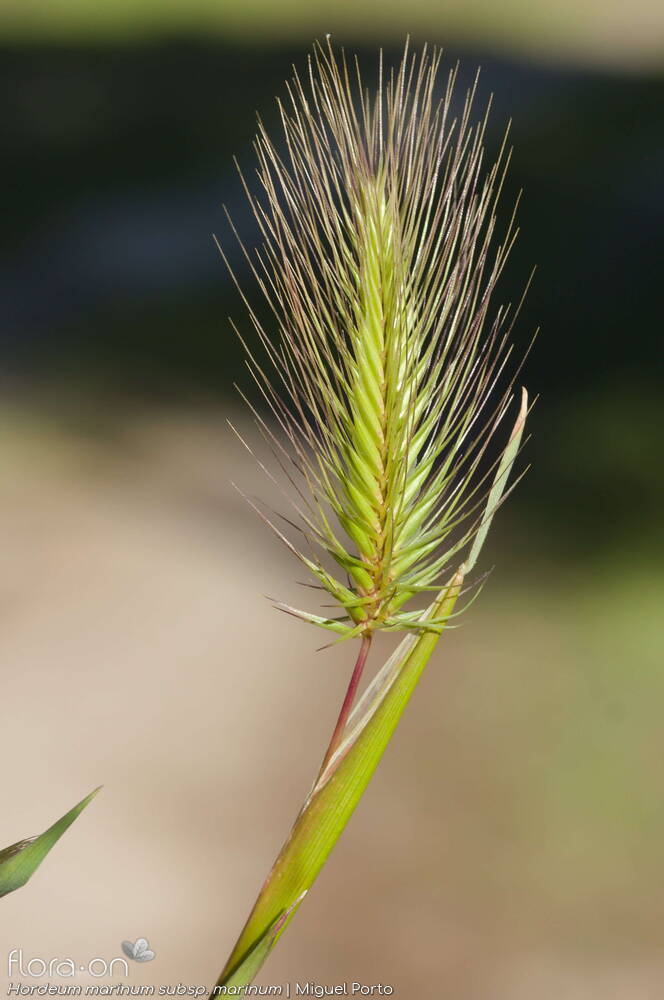 Hordeum marinum