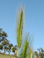 Hordeum murinum