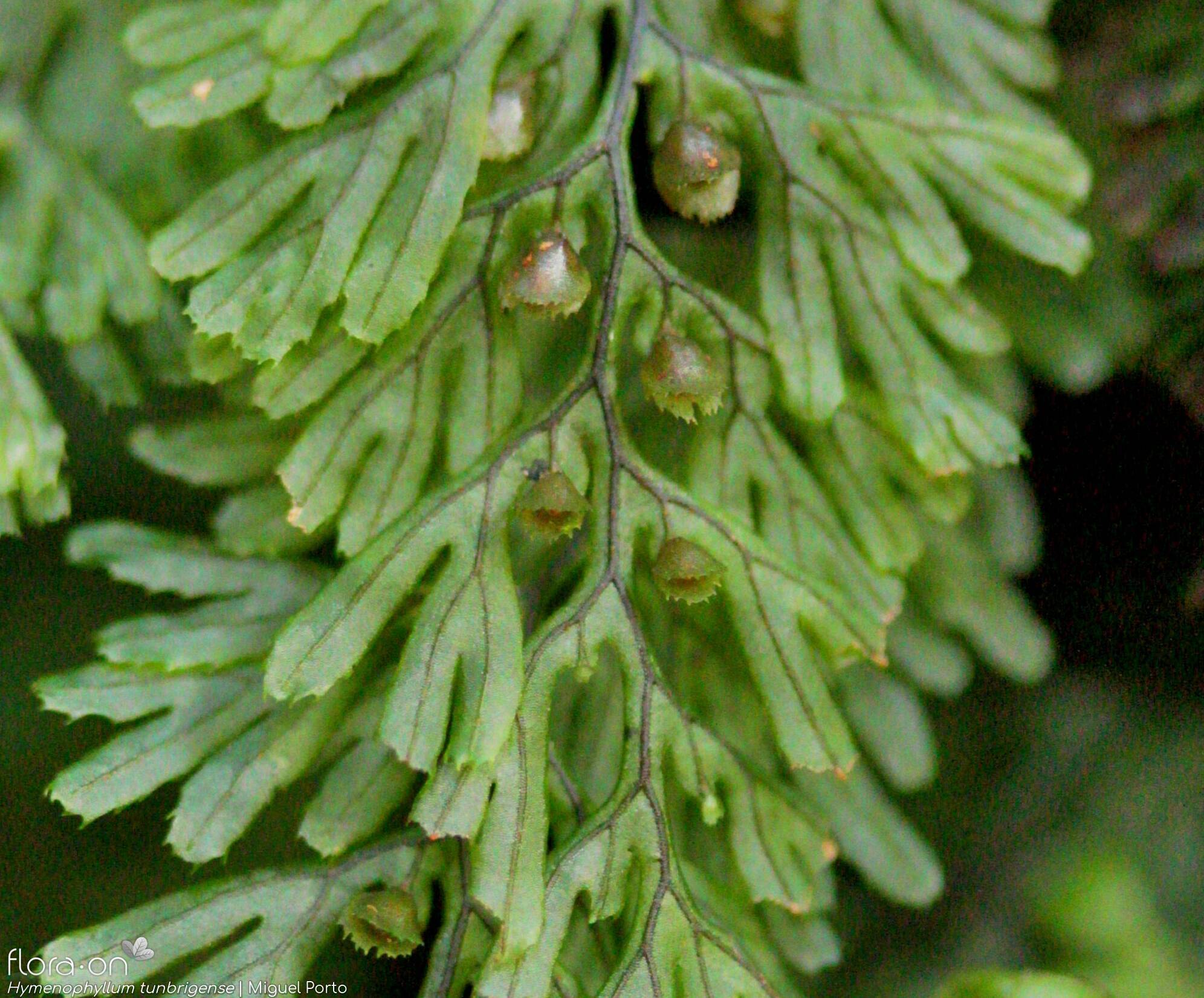 Hymenophyllum tunbrigense - Estruturas reprodutoras | Miguel Porto; CC BY-NC 4.0