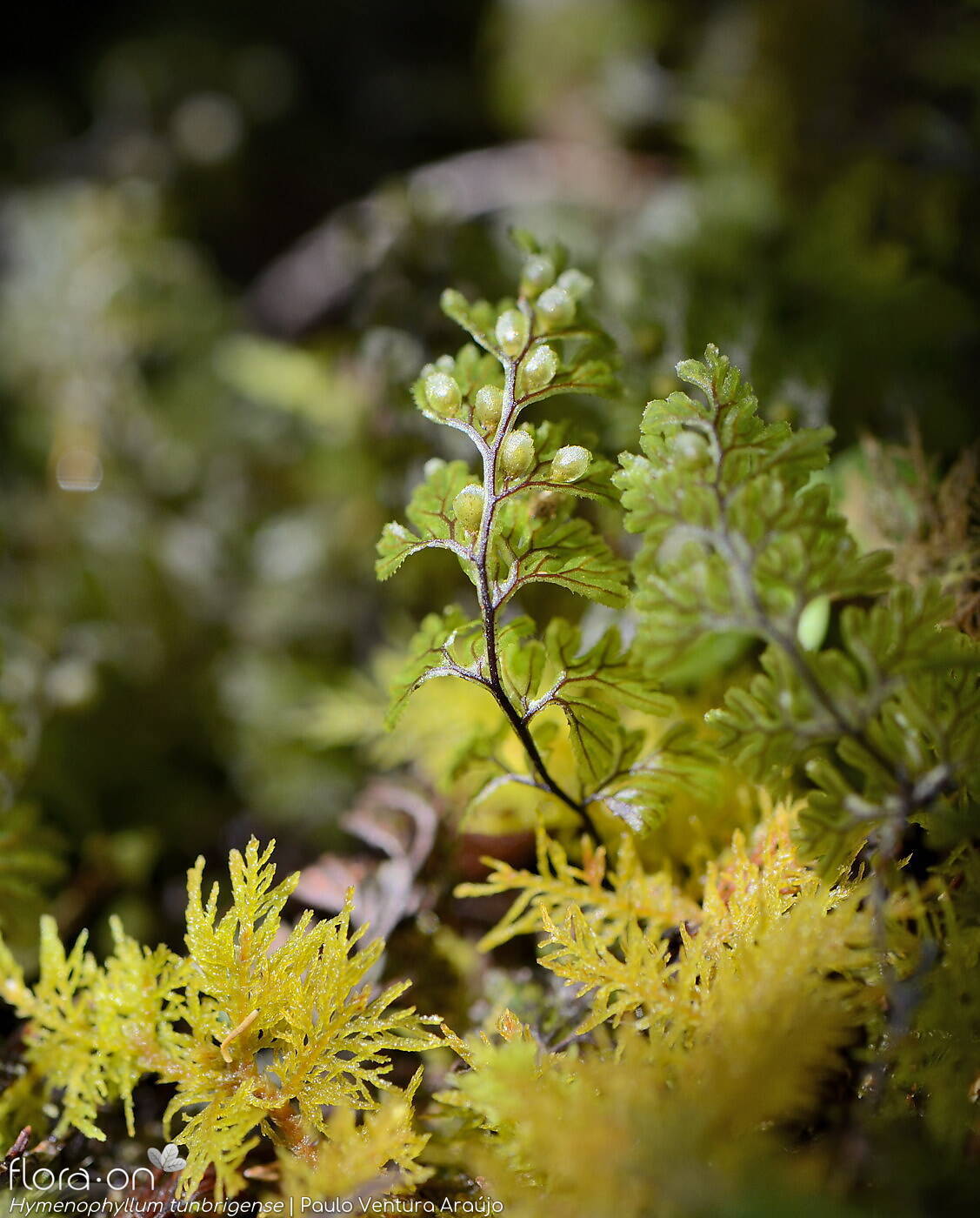 Hymenophyllum tunbrigense - Hábito | Paulo Ventura Araújo; CC BY-NC 4.0