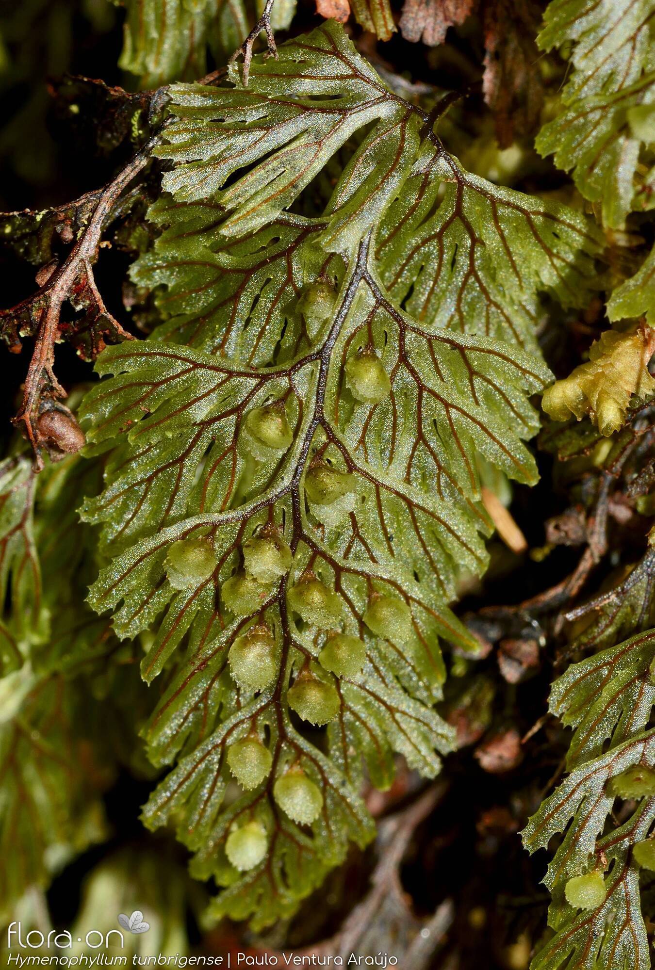 Hymenophyllum tunbrigense - Estruturas reprodutoras | Paulo Ventura Araújo; CC BY-NC 4.0