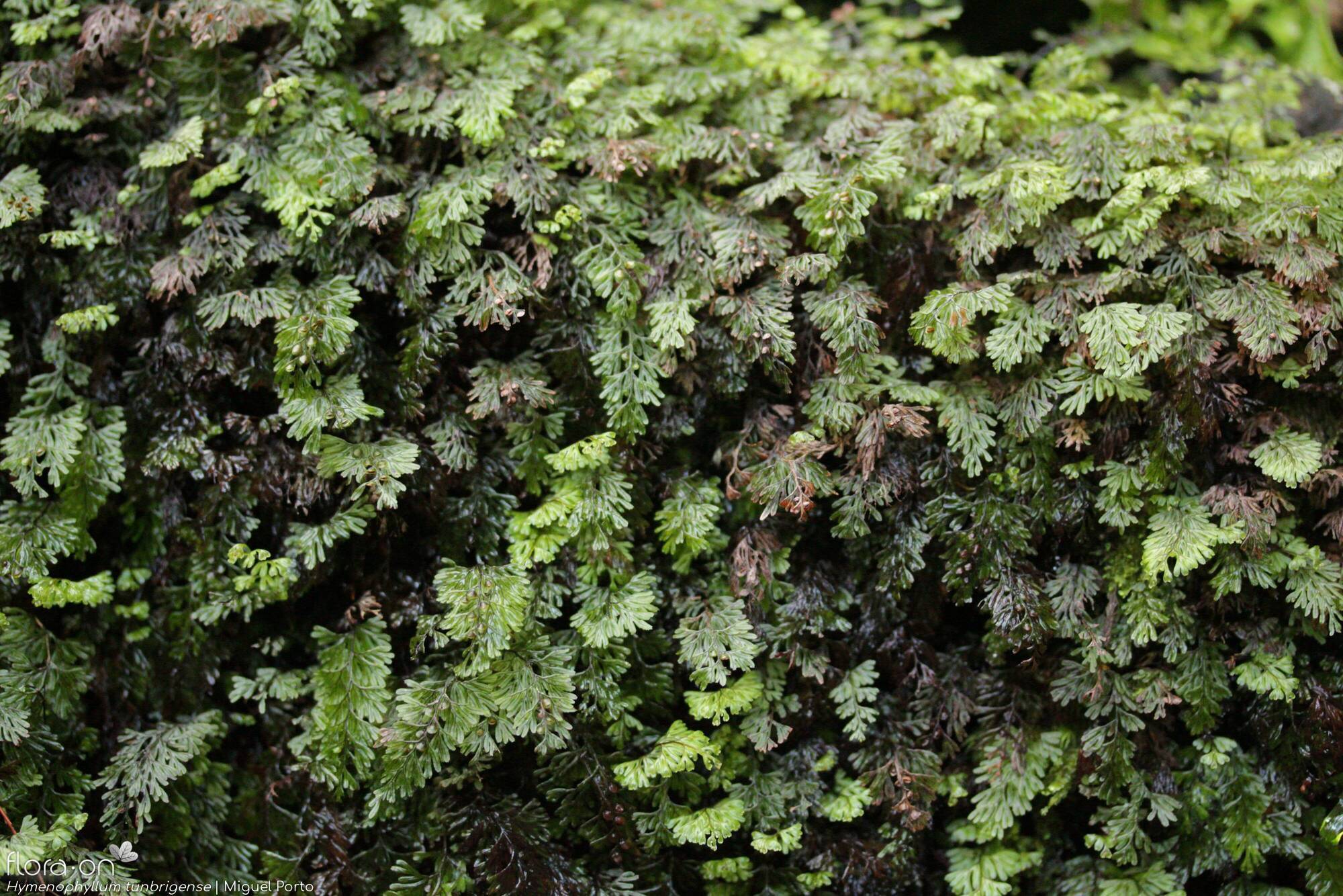 Hymenophyllum tunbrigense - Hábito | Miguel Porto; CC BY-NC 4.0