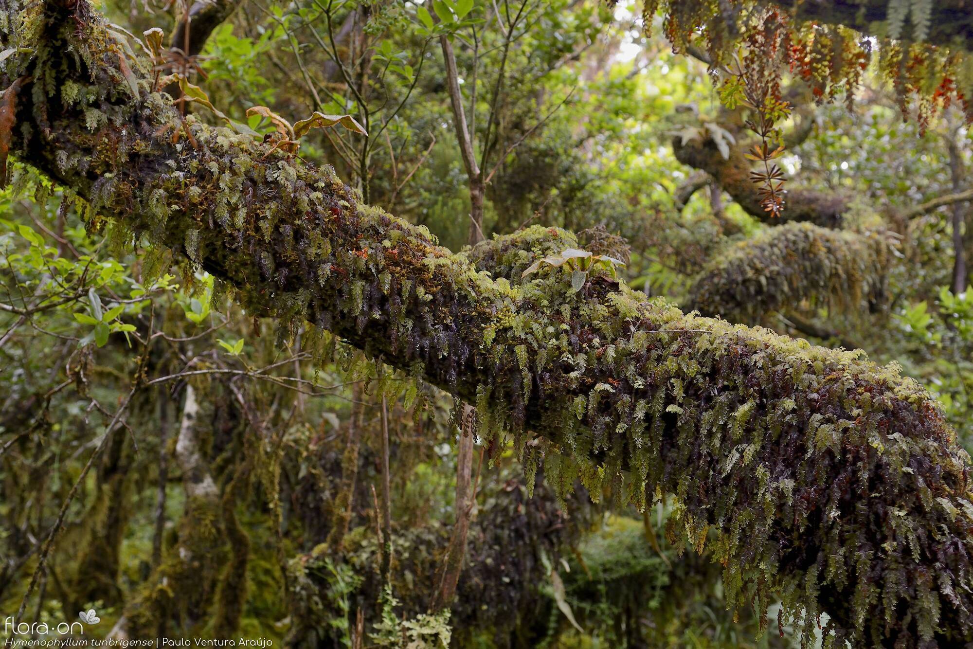 Hymenophyllum tunbrigense - Habitat | Paulo Ventura Araújo; CC BY-NC 4.0