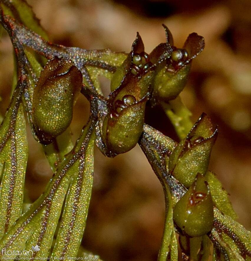 Hymenophyllum wilsonii - Estruturas reprodutoras | Paulo Ventura Araújo; CC BY-NC 4.0