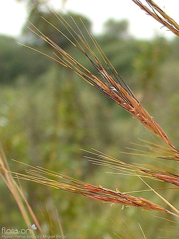 Hyparrhenia sinaica - Flor (close-up) | Miguel Porto; CC BY-NC 4.0