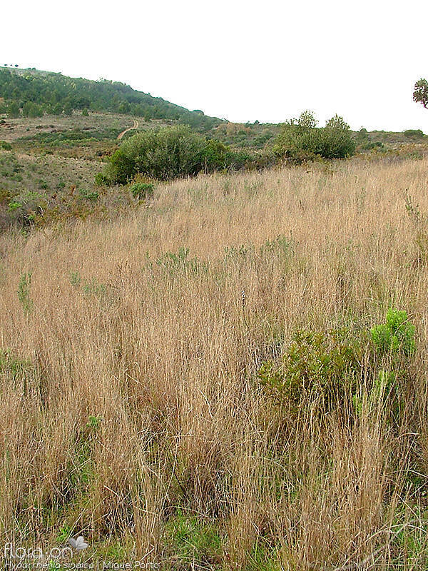 Hyparrhenia sinaica - Habitat | Miguel Porto; CC BY-NC 4.0