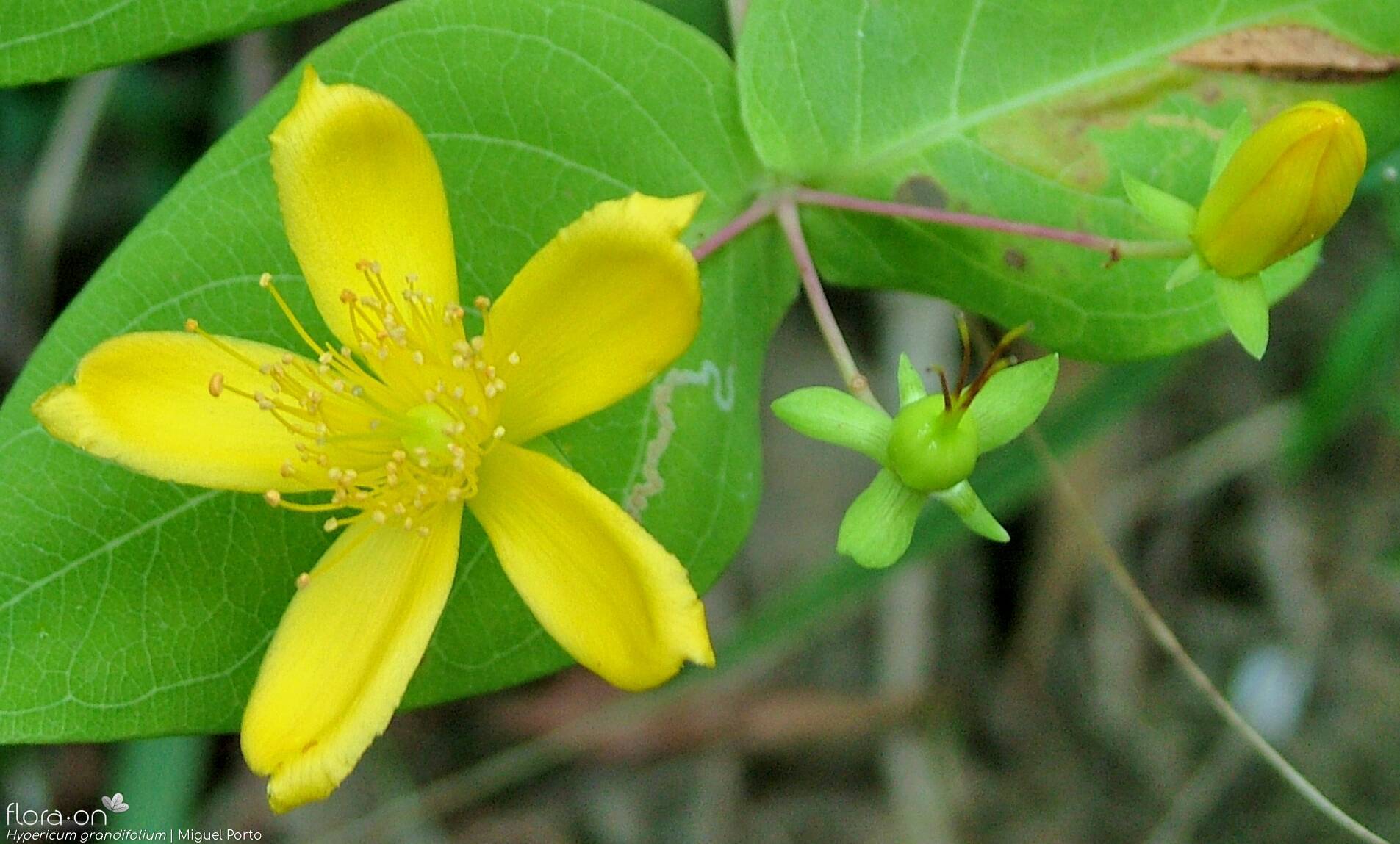 Hypericum grandifolium - Flor (close-up) | Miguel Porto; CC BY-NC 4.0