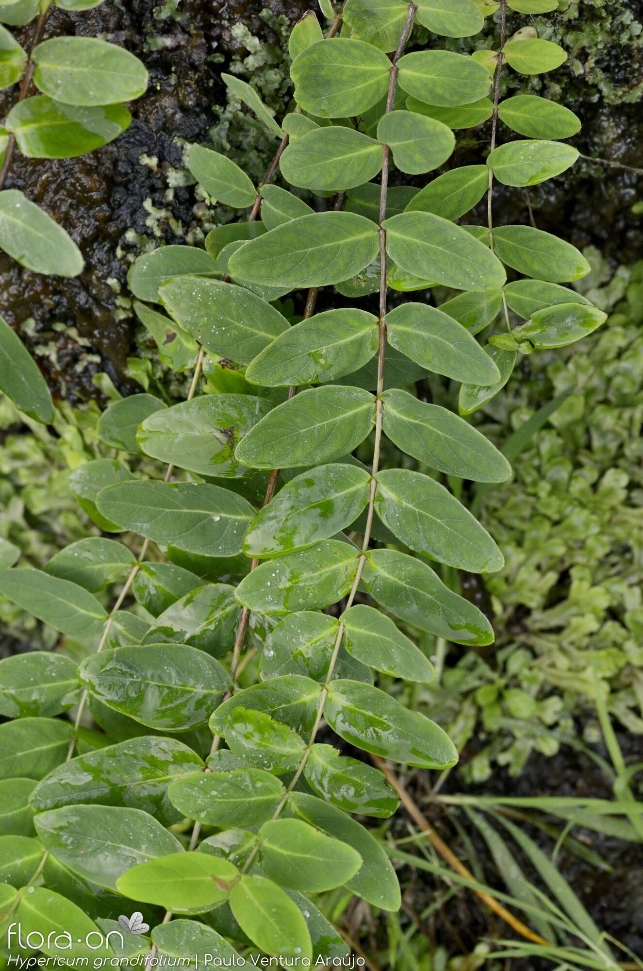 Hypericum grandifolium - Folha (geral) | Paulo Ventura Araújo; CC BY-NC 4.0
