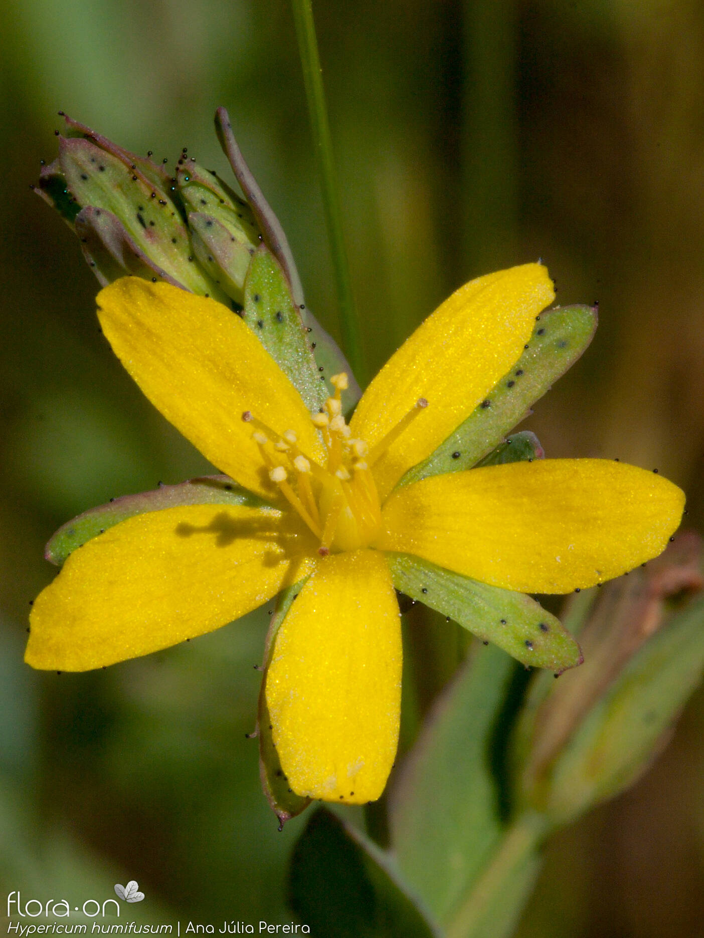 Hypericum humifusum - Flor (close-up) | Ana Júlia Pereira; CC BY-NC 4.0