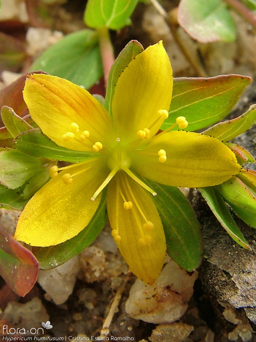 Hypericum humifusum - Flor (close-up) | Cristina Estima Ramalho; CC BY-NC 4.0