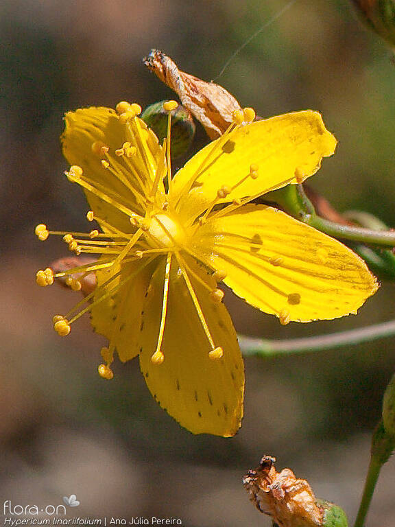 Hypericum linariifolium - Flor (close-up) | Ana Júlia Pereira; CC BY-NC 4.0