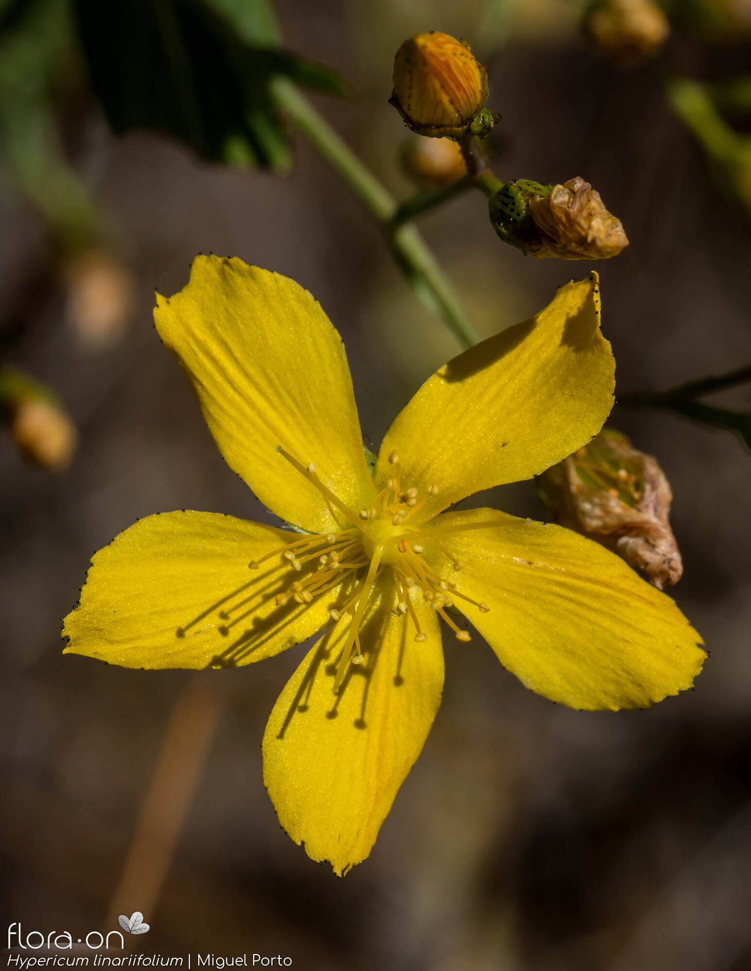Hypericum linariifolium - Flor (close-up) | Miguel Porto; CC BY-NC 4.0