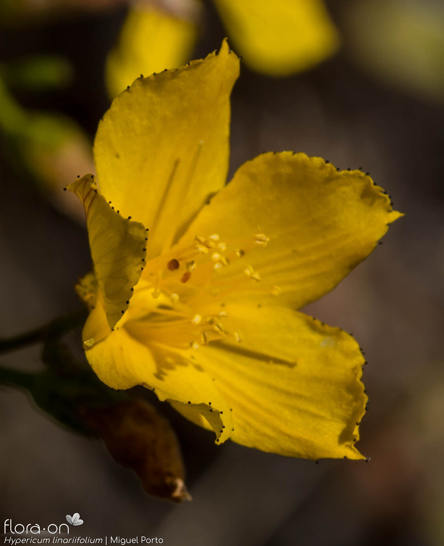 Hypericum linariifolium - Flor (close-up) | Miguel Porto; CC BY-NC 4.0
