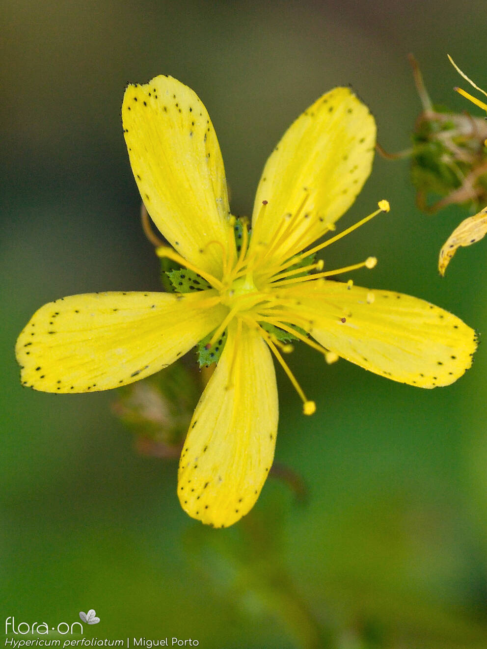 Hypericum perfoliatum - Flor (close-up) | Miguel Porto; CC BY-NC 4.0