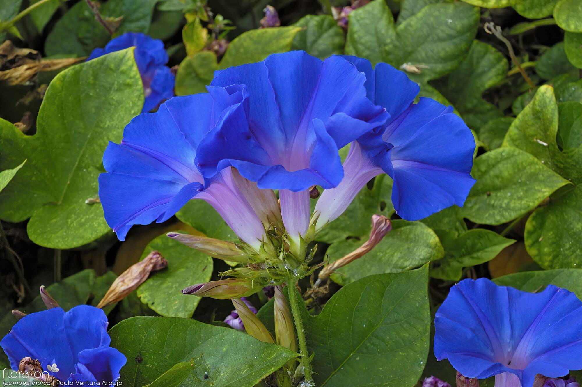 Ipomoea indica - Flor (geral) | Paulo Ventura Araújo; CC BY-NC 4.0