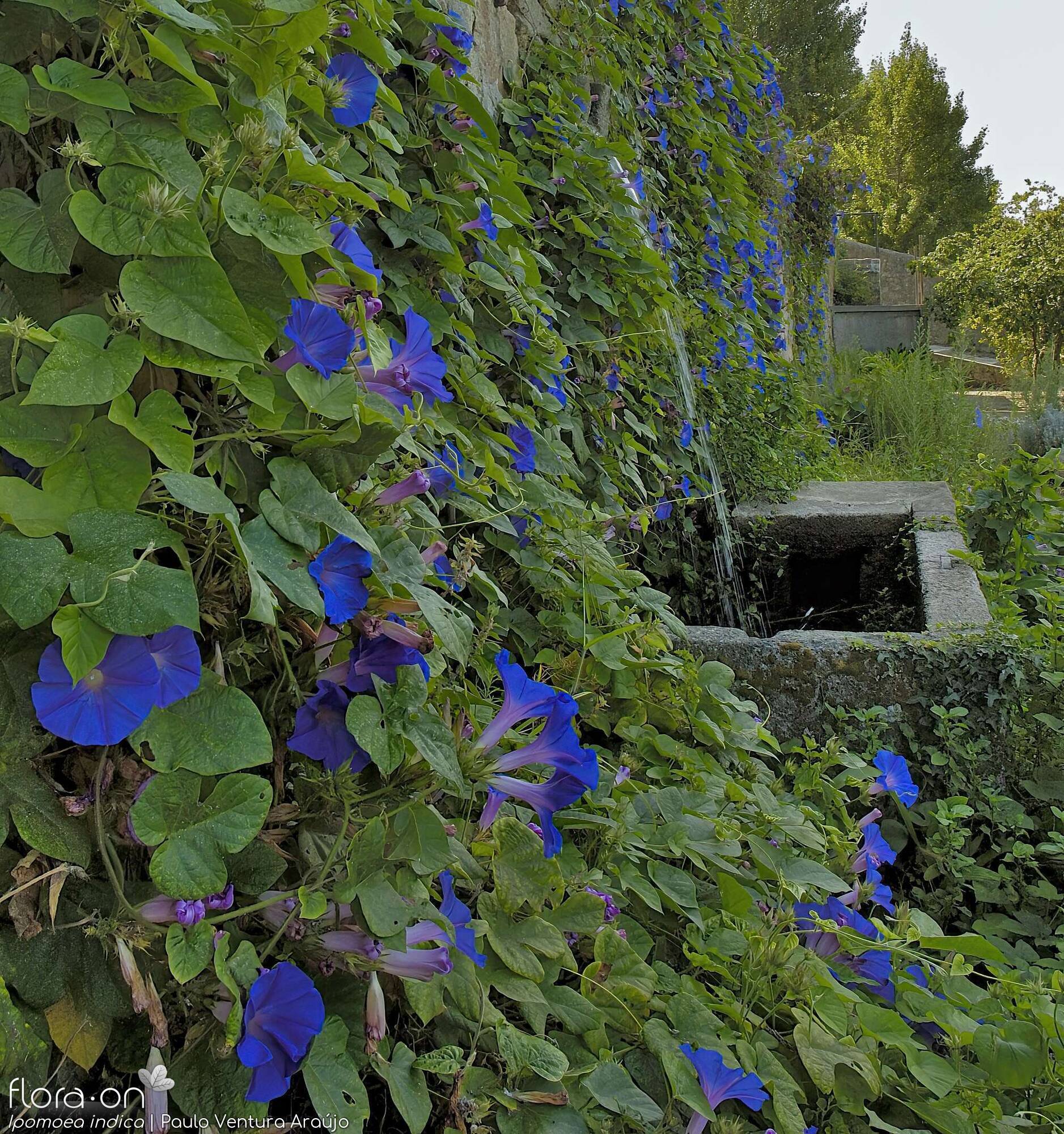 Ipomoea indica - Hábito | Paulo Ventura Araújo; CC BY-NC 4.0