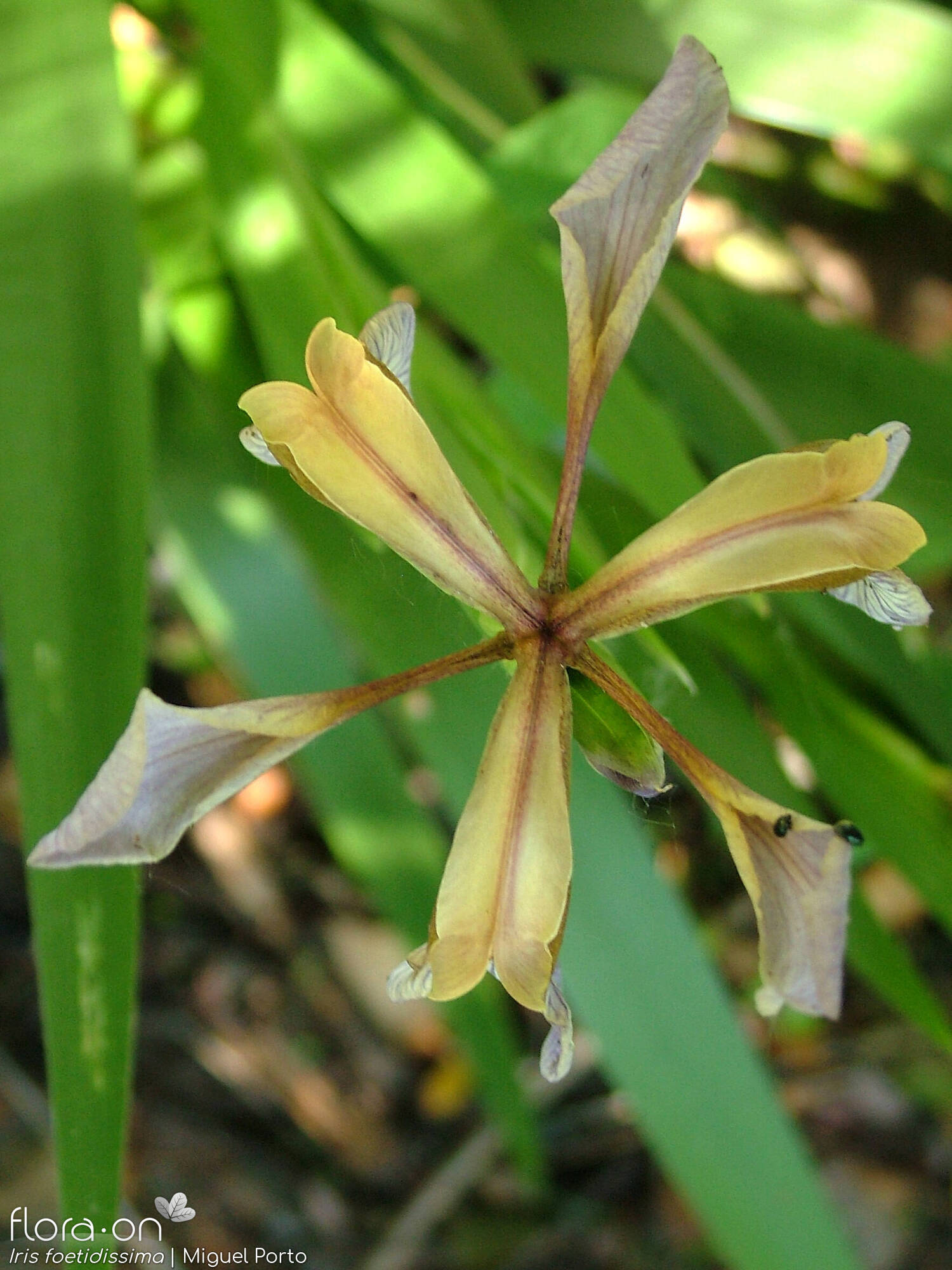 Iris foetidissima - Flor (close-up) | Miguel Porto; CC BY-NC 4.0