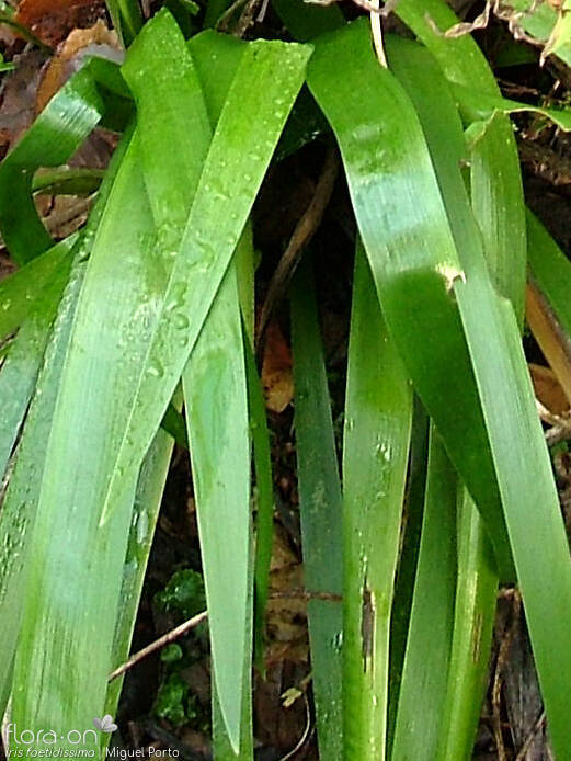Iris foetidissima - Folha | Miguel Porto; CC BY-NC 4.0