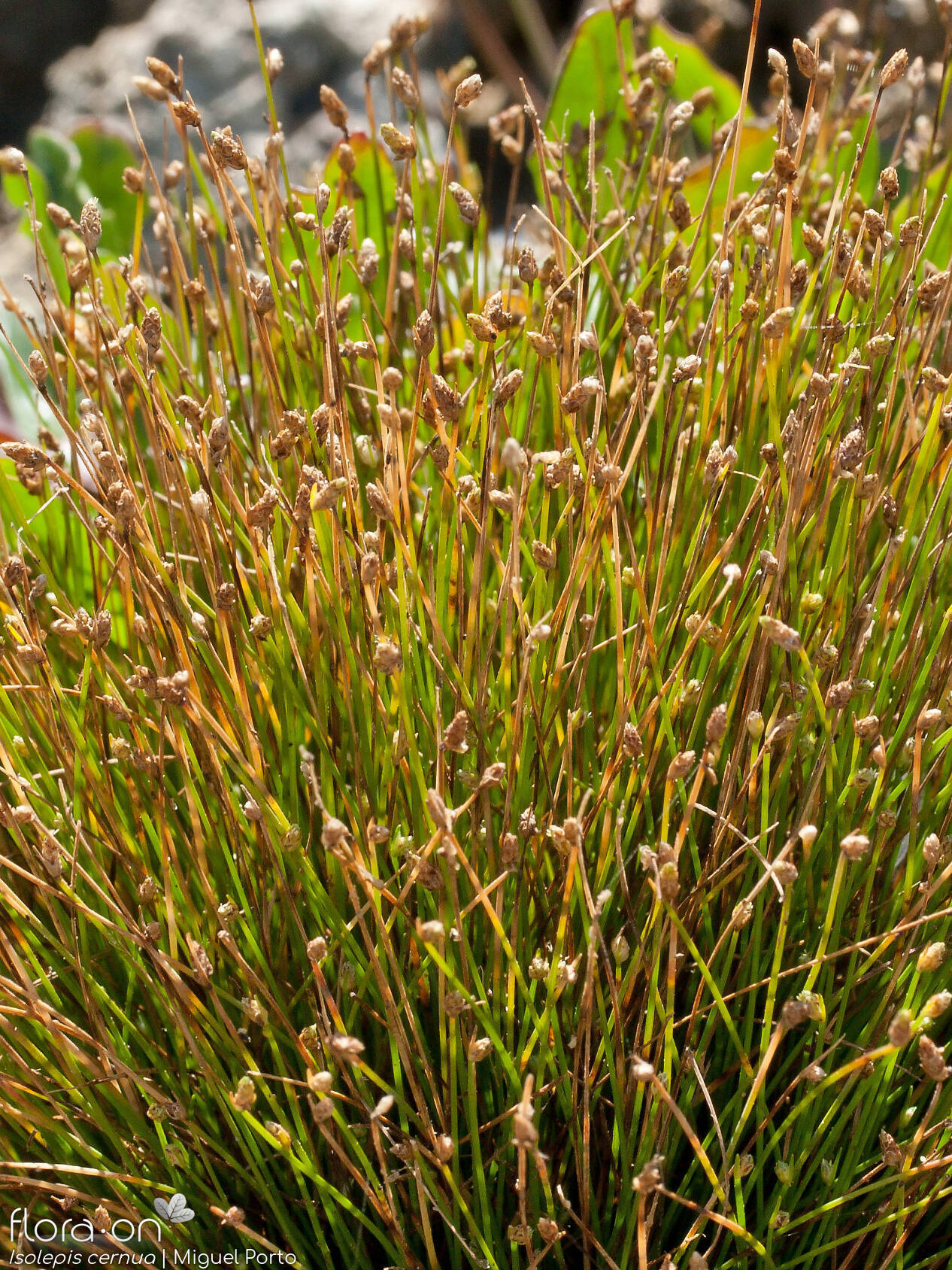 Isolepis cernua - Hábito | Miguel Porto; CC BY-NC 4.0